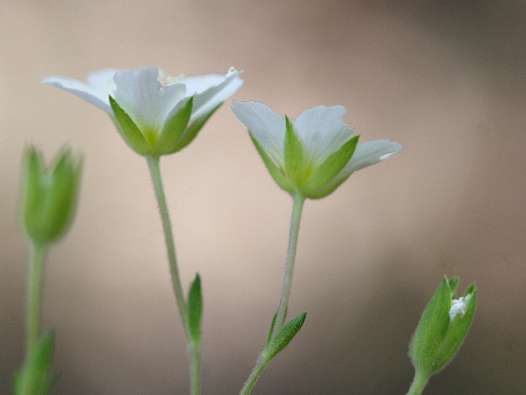 arenaria_montana2amd