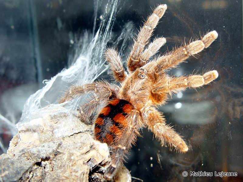 avicularia_minatrix2ml