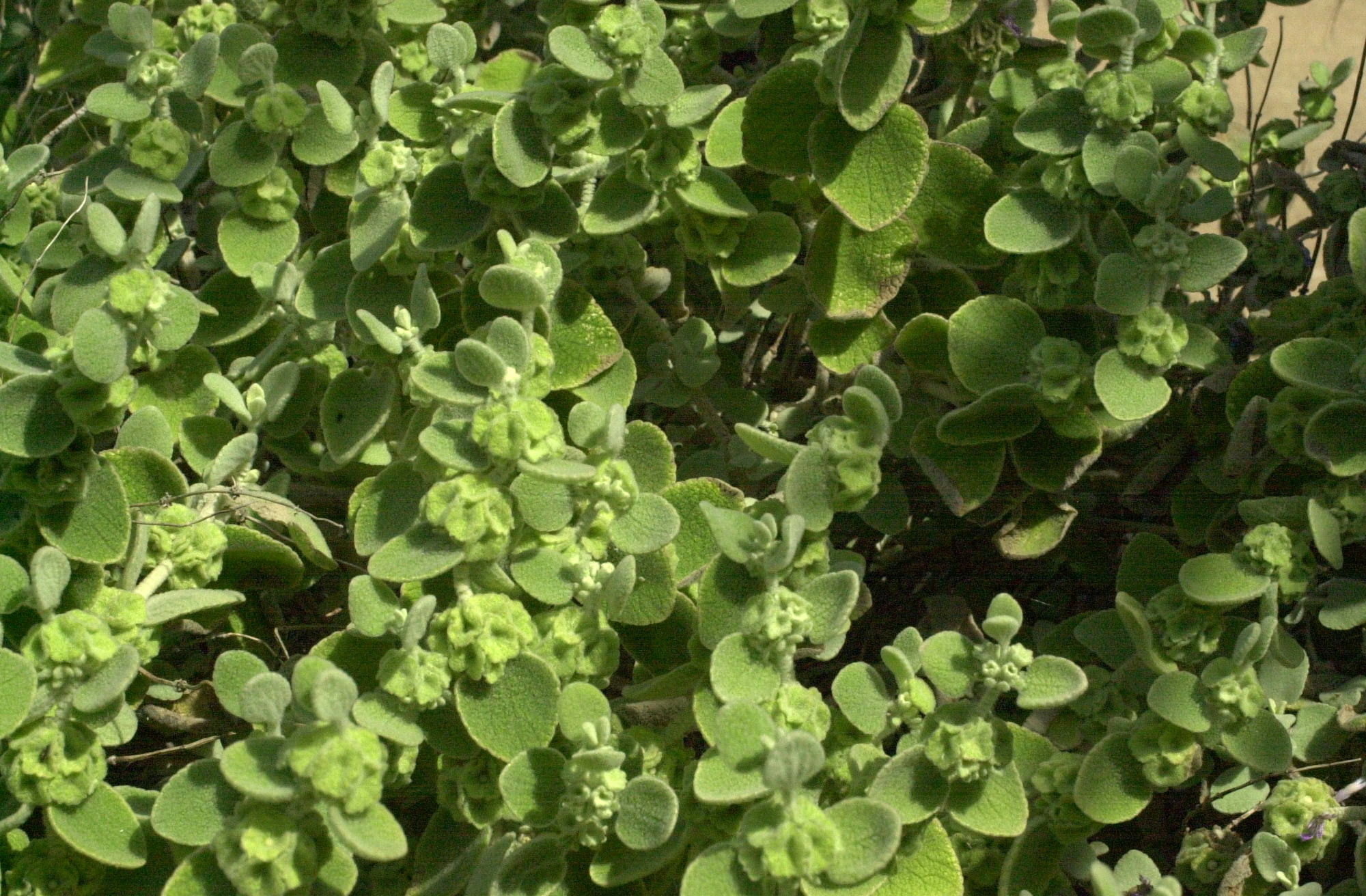 ballota_pseudodictamnus1md