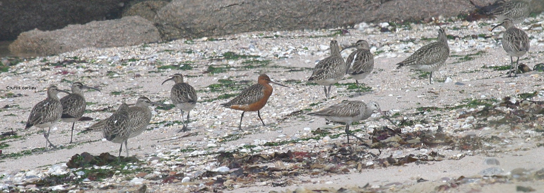 barge_rousse_-_limosa_lapponica2bd