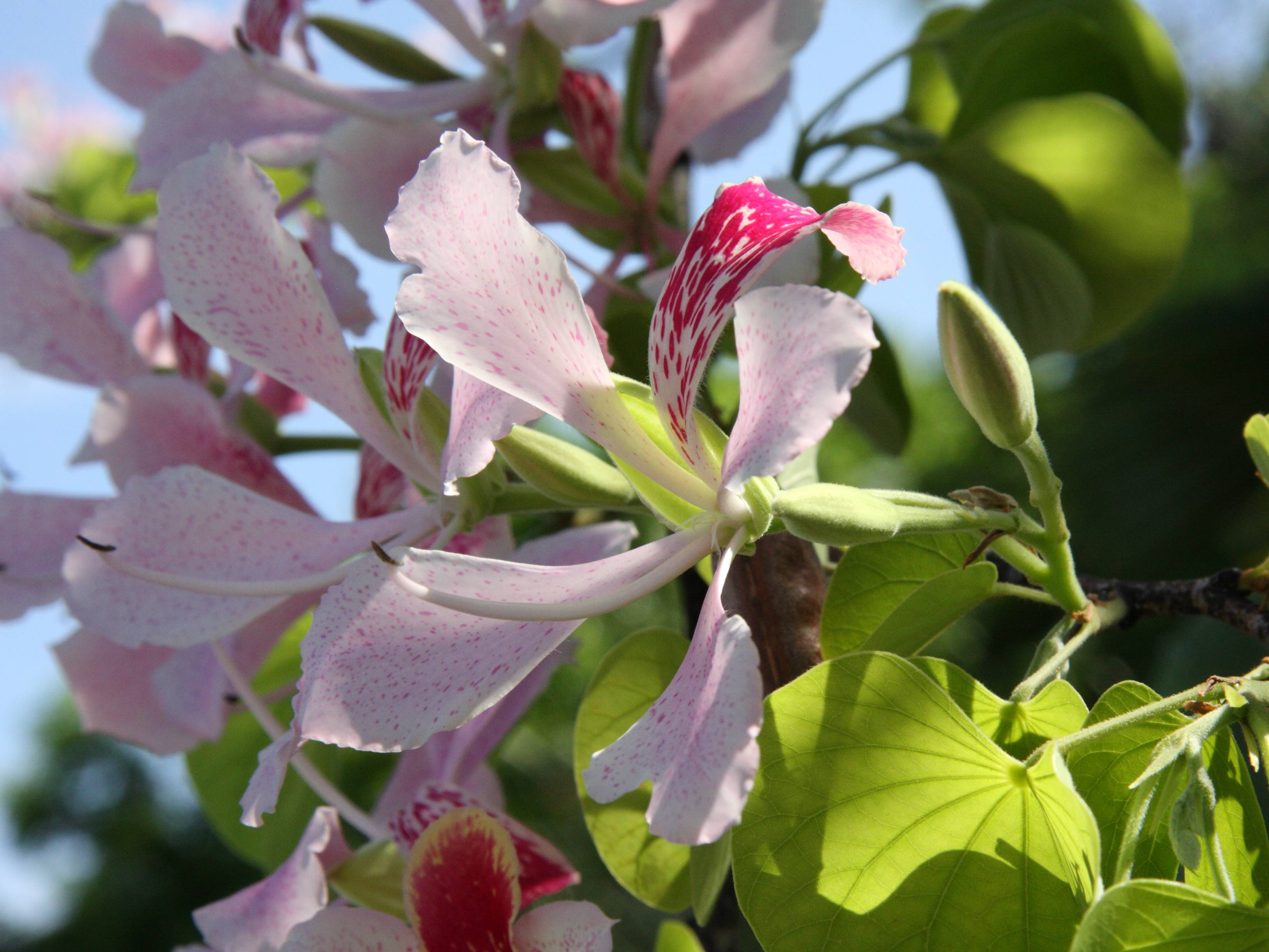 bauhinia_monandra5md