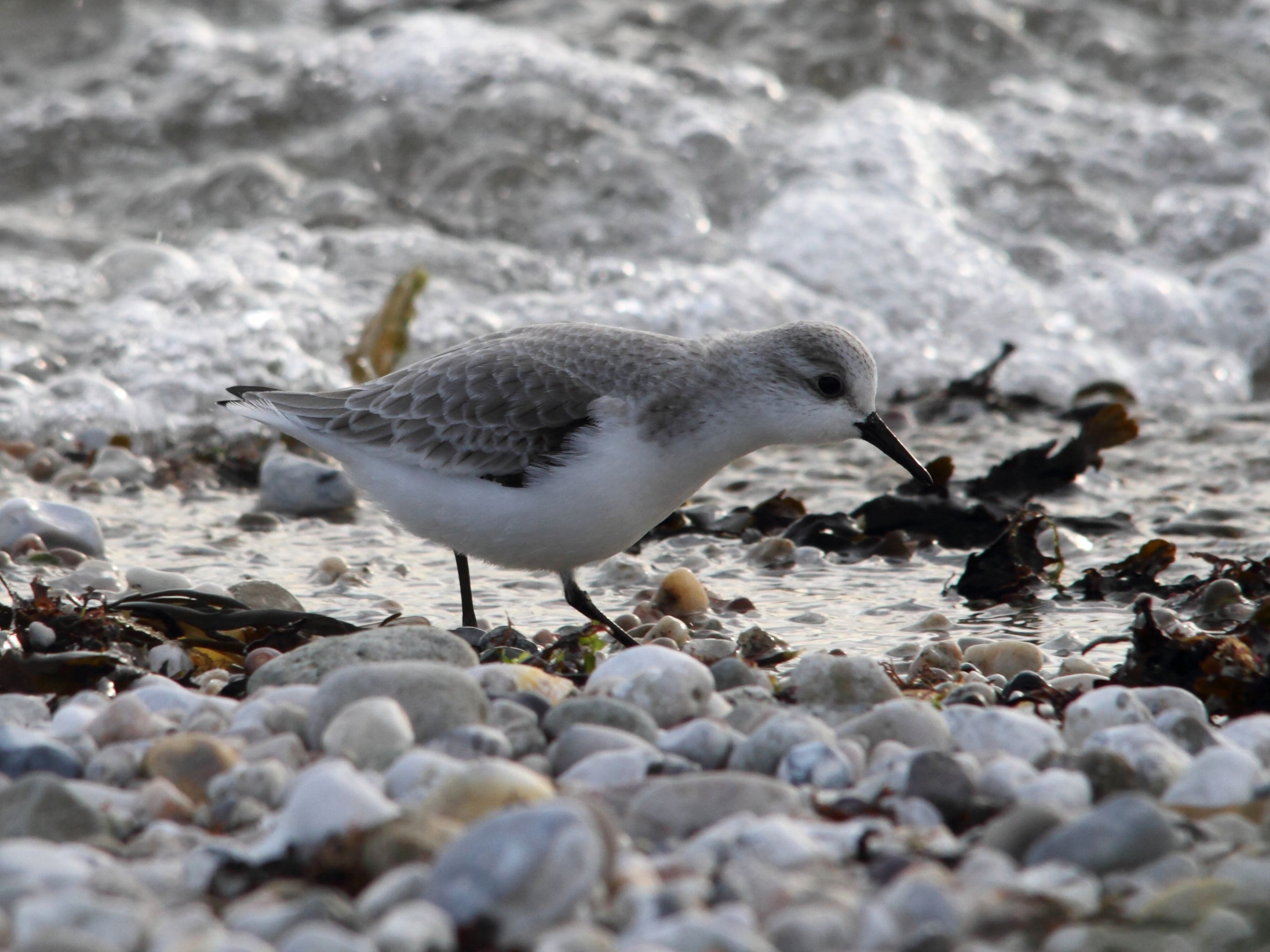 becasseau_sanderling_-_calidris_alba3bd
