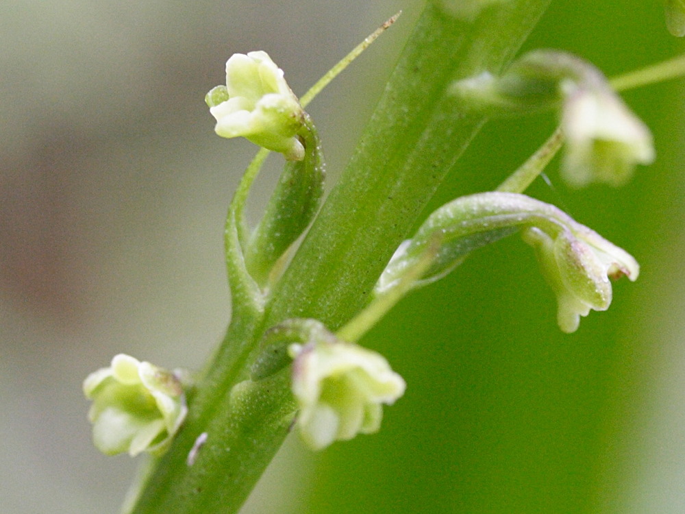 benthamia_latifolia3md