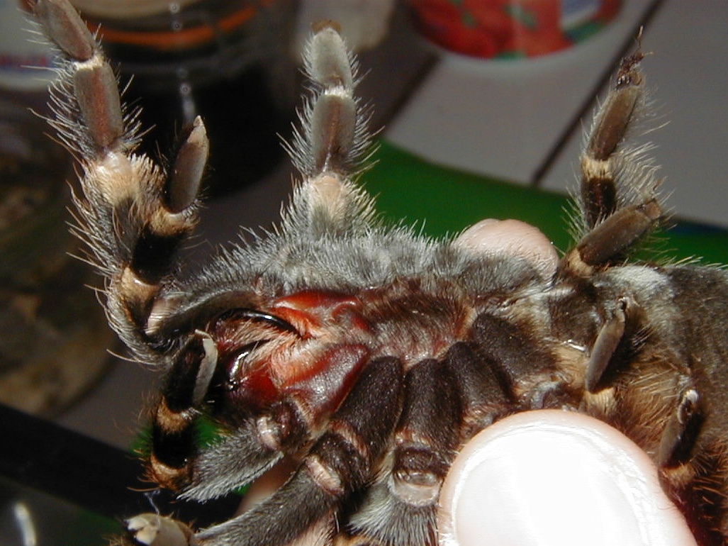 brachypelma_smithi4md