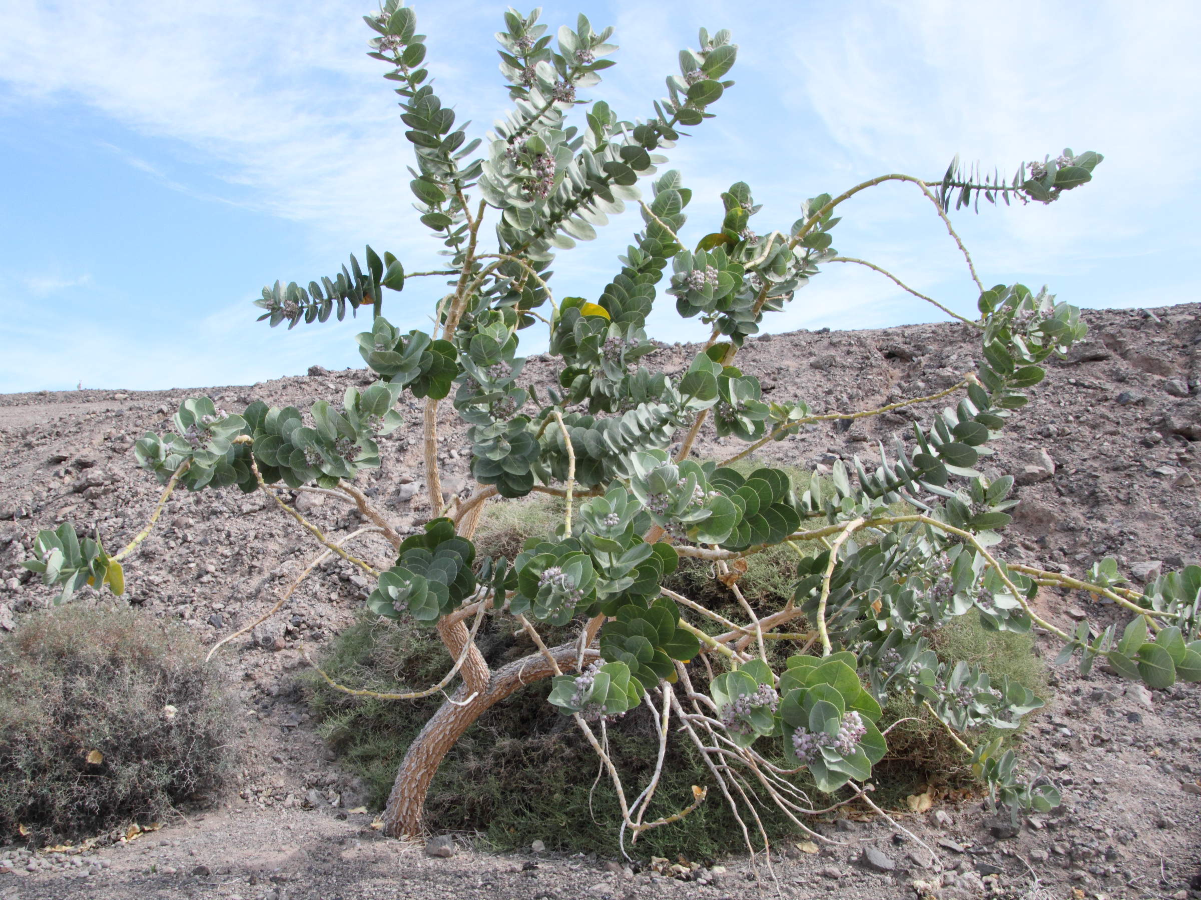 calotropis_procera6md