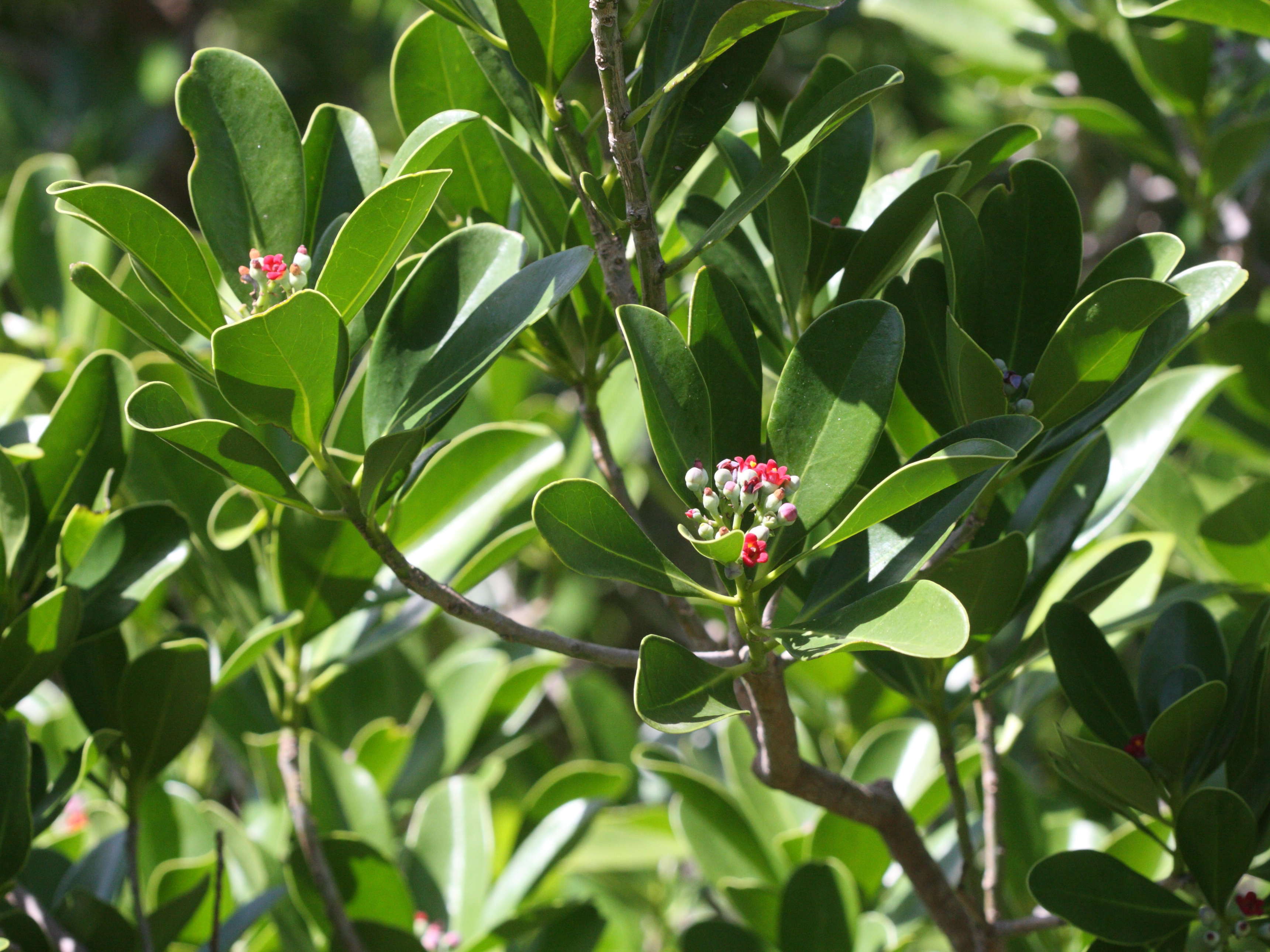 canella_winterana2md