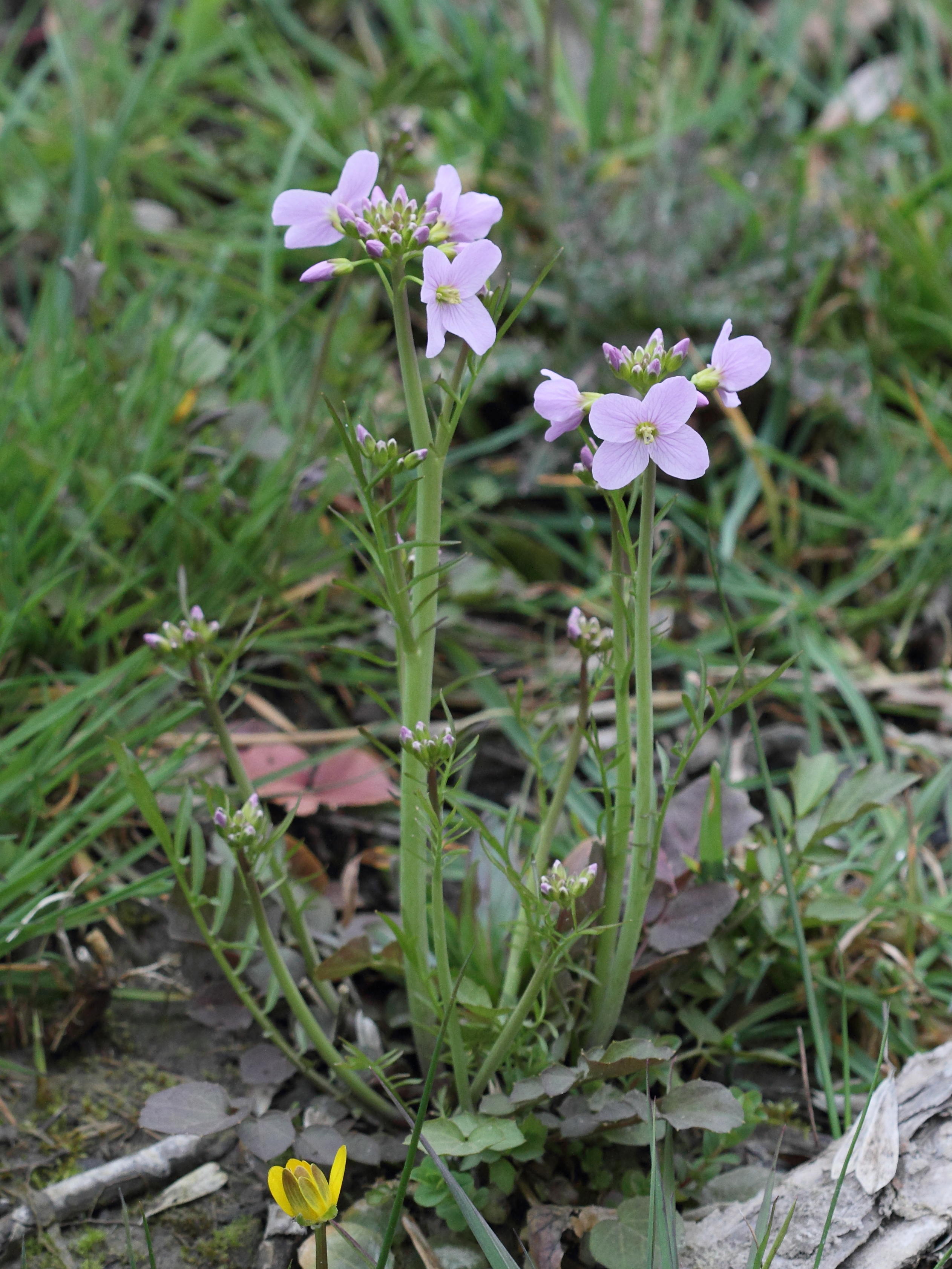 cardamine_pratensis1bd