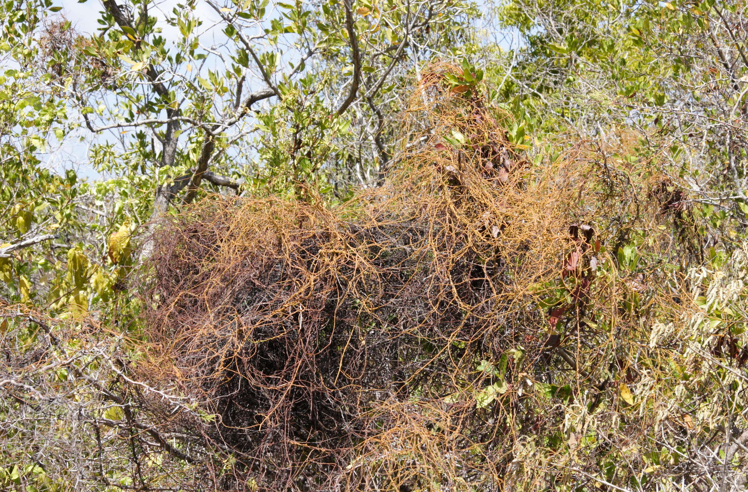 cassytha_filiformis1md