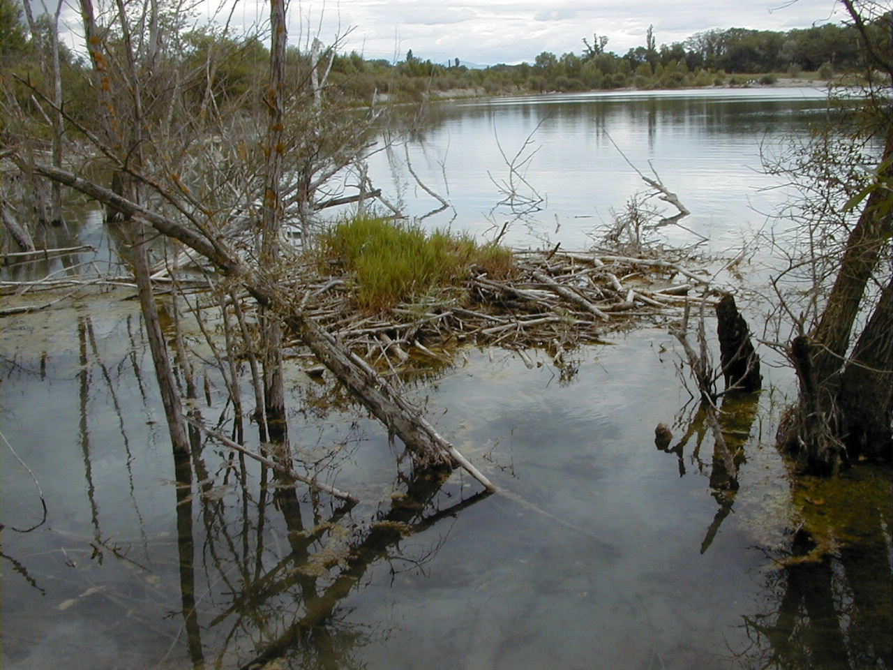 castor_fiber_hutte2md