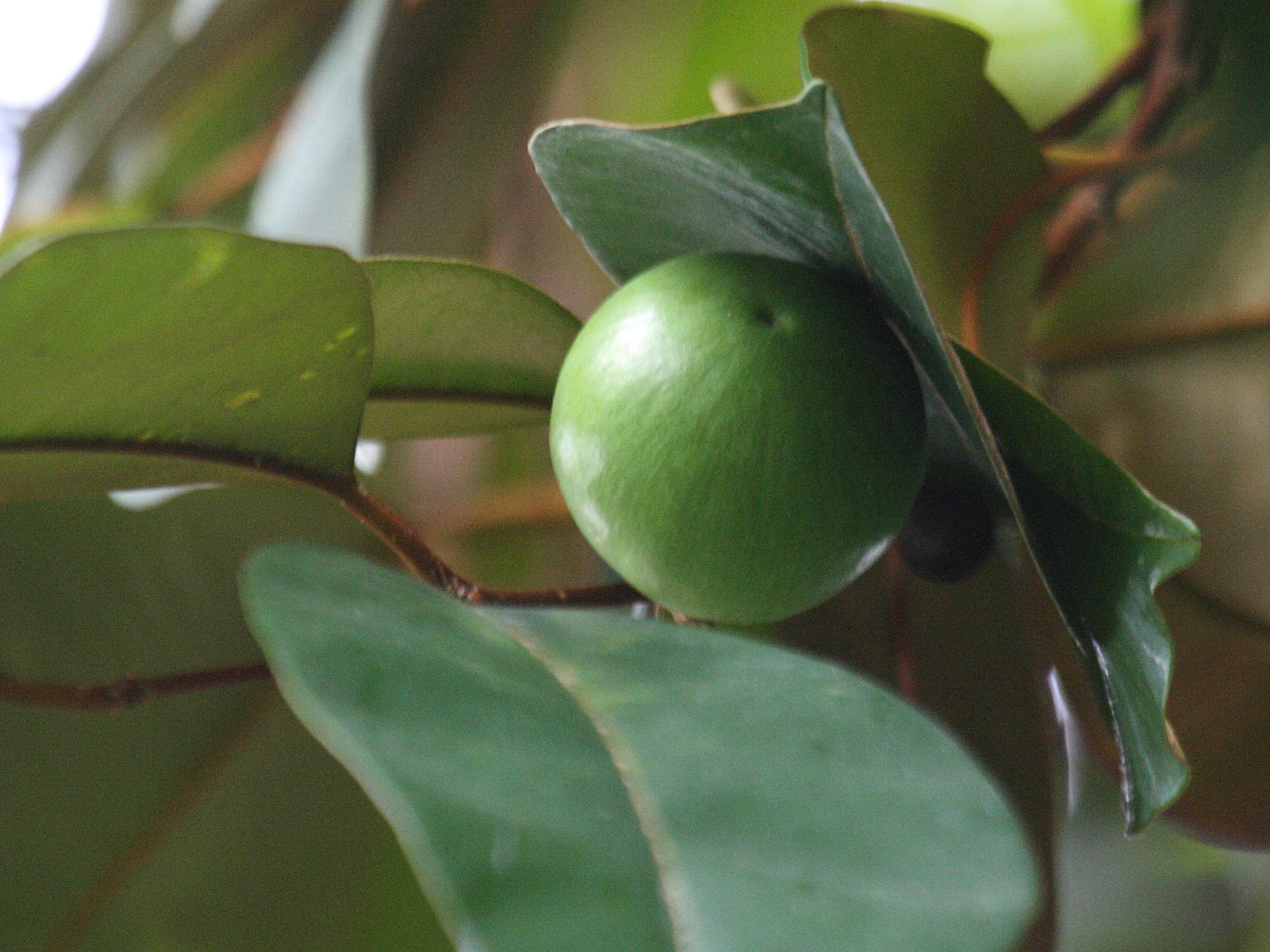 chrysophyllum_cainito2bd