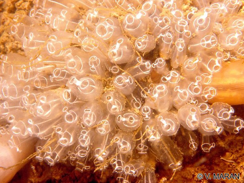 clavelina_lepadiformis1vm