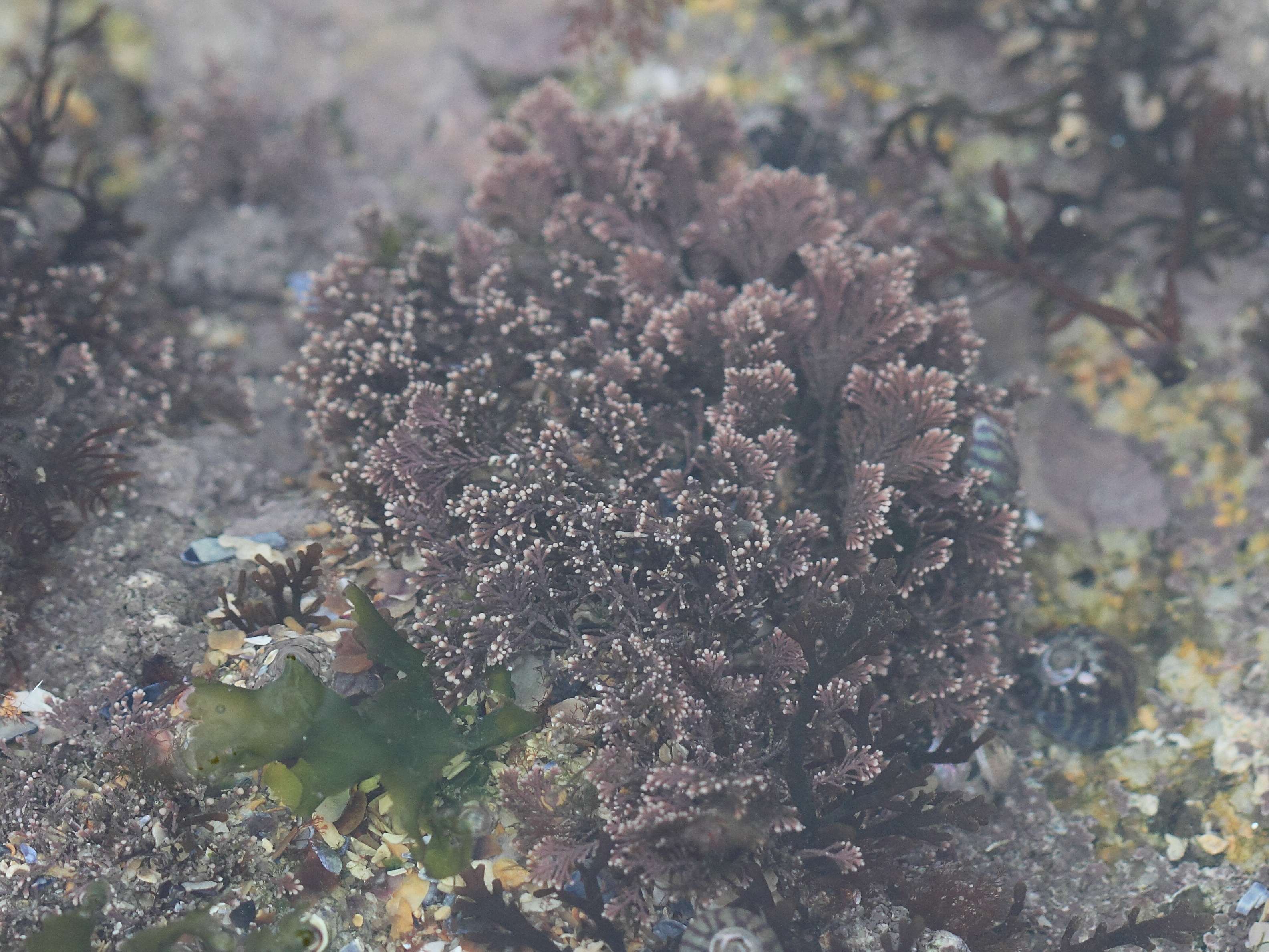 corallina_officinalis1md