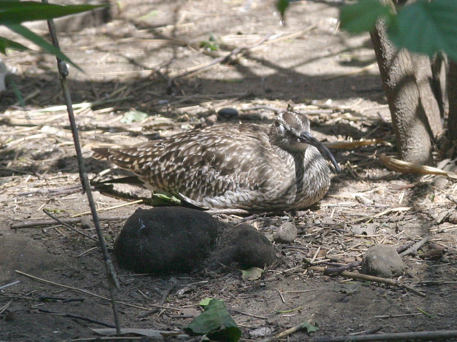 courlis_corlieu_-_numenius_phaeopus1bd