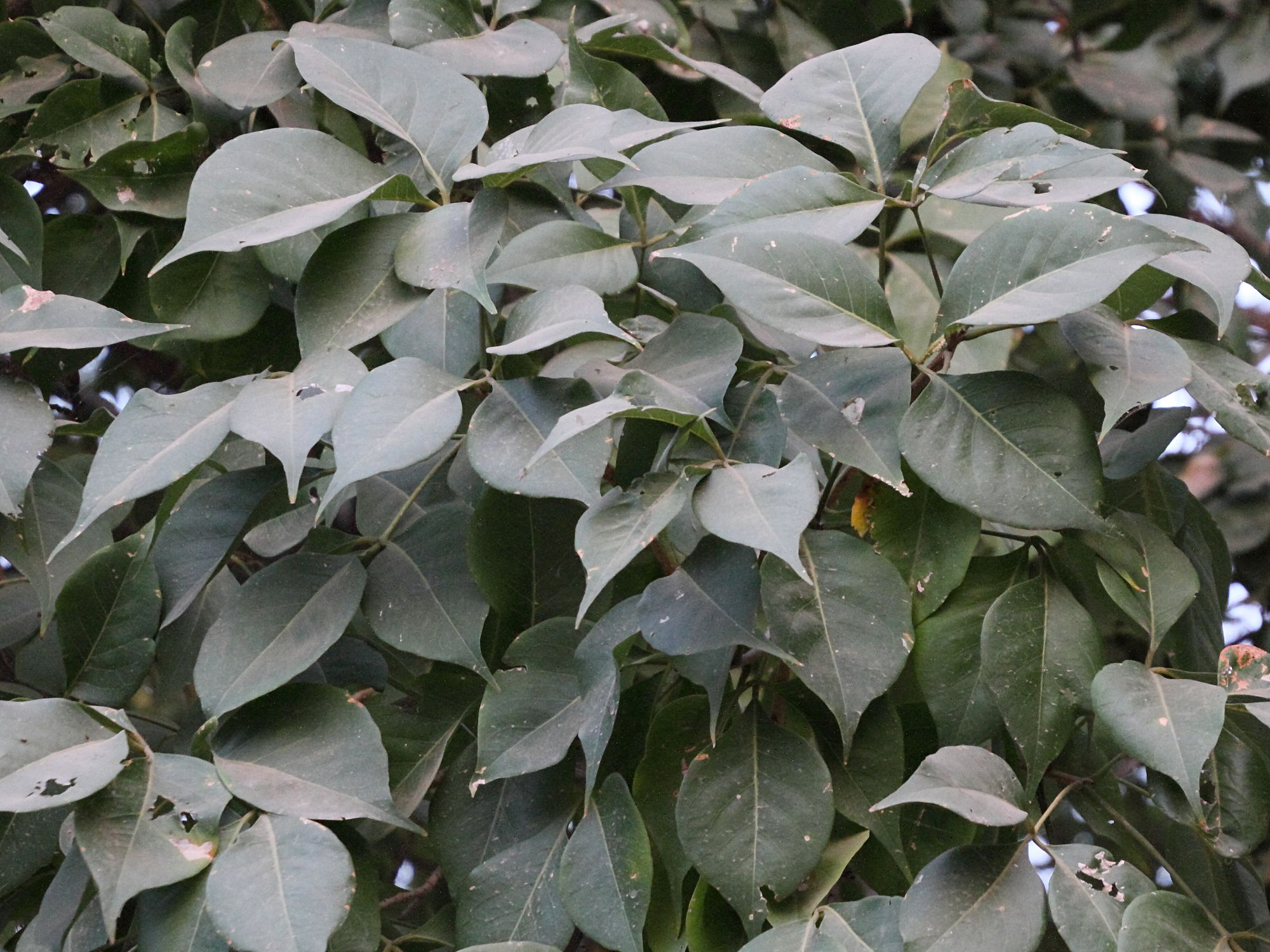 crateva_religiosa3md