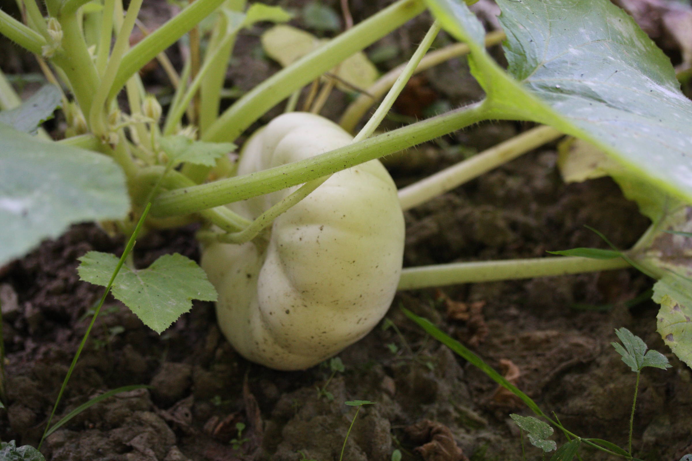 Afficher le média cucurbita_pepo_ovifera3md cucurbita_pepo_ovifera3md