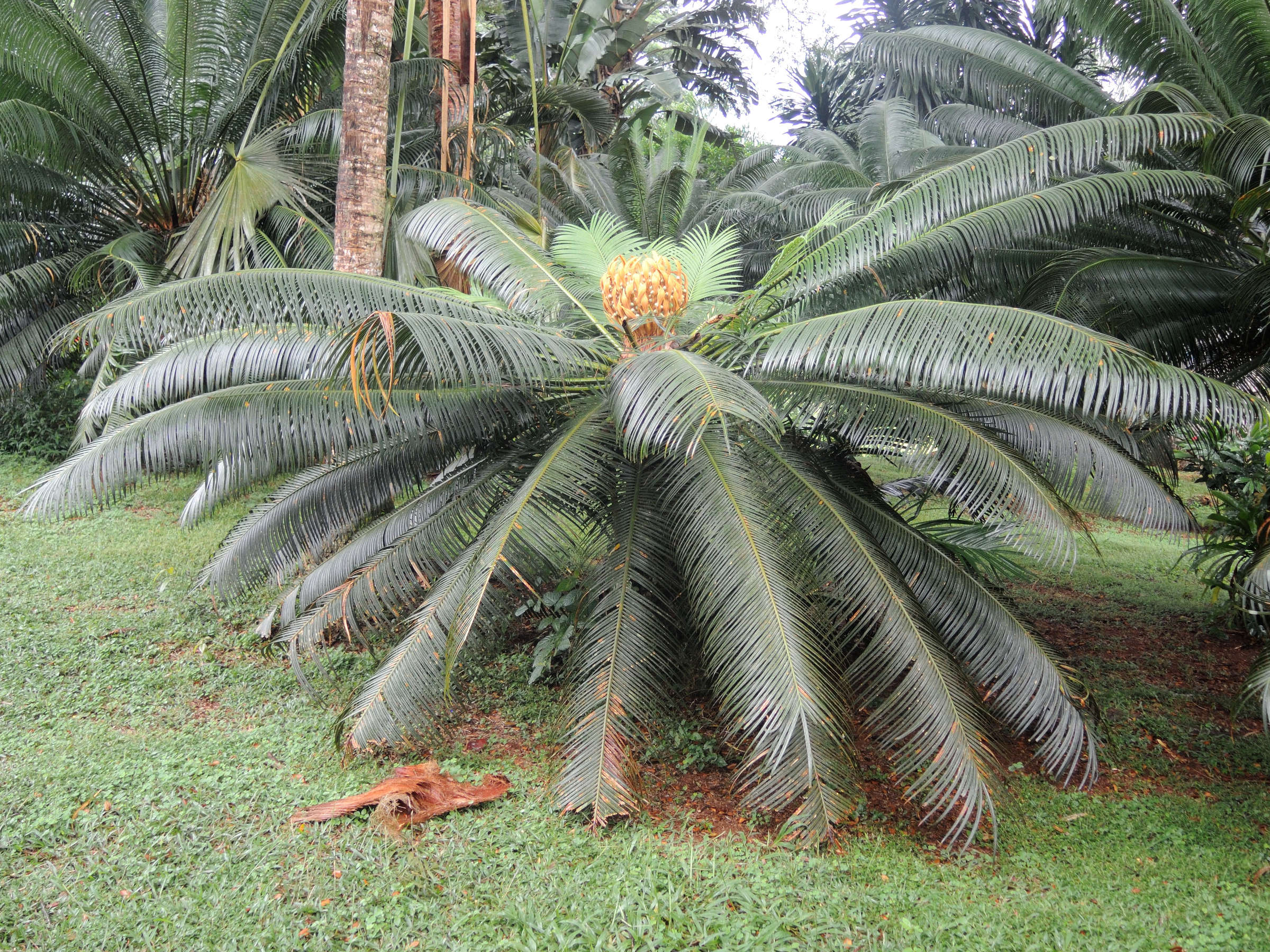 cycas_thouarsii6md