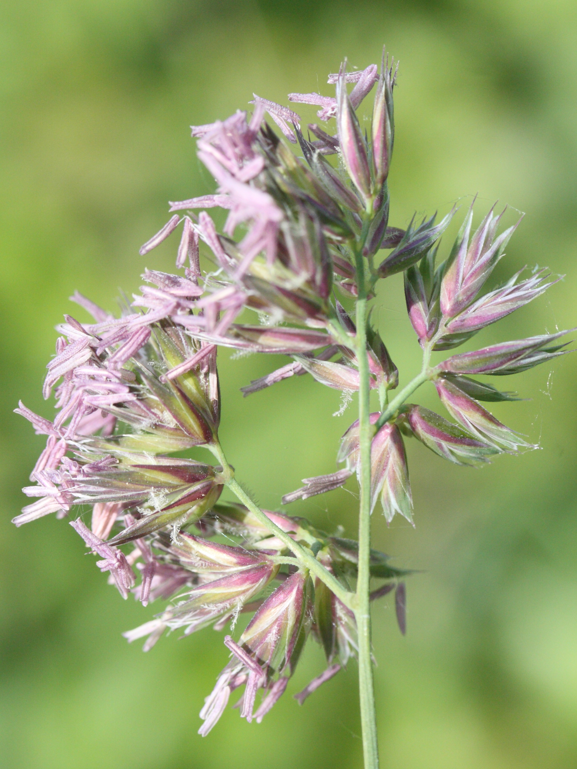 dactylis_glomerata1cmd