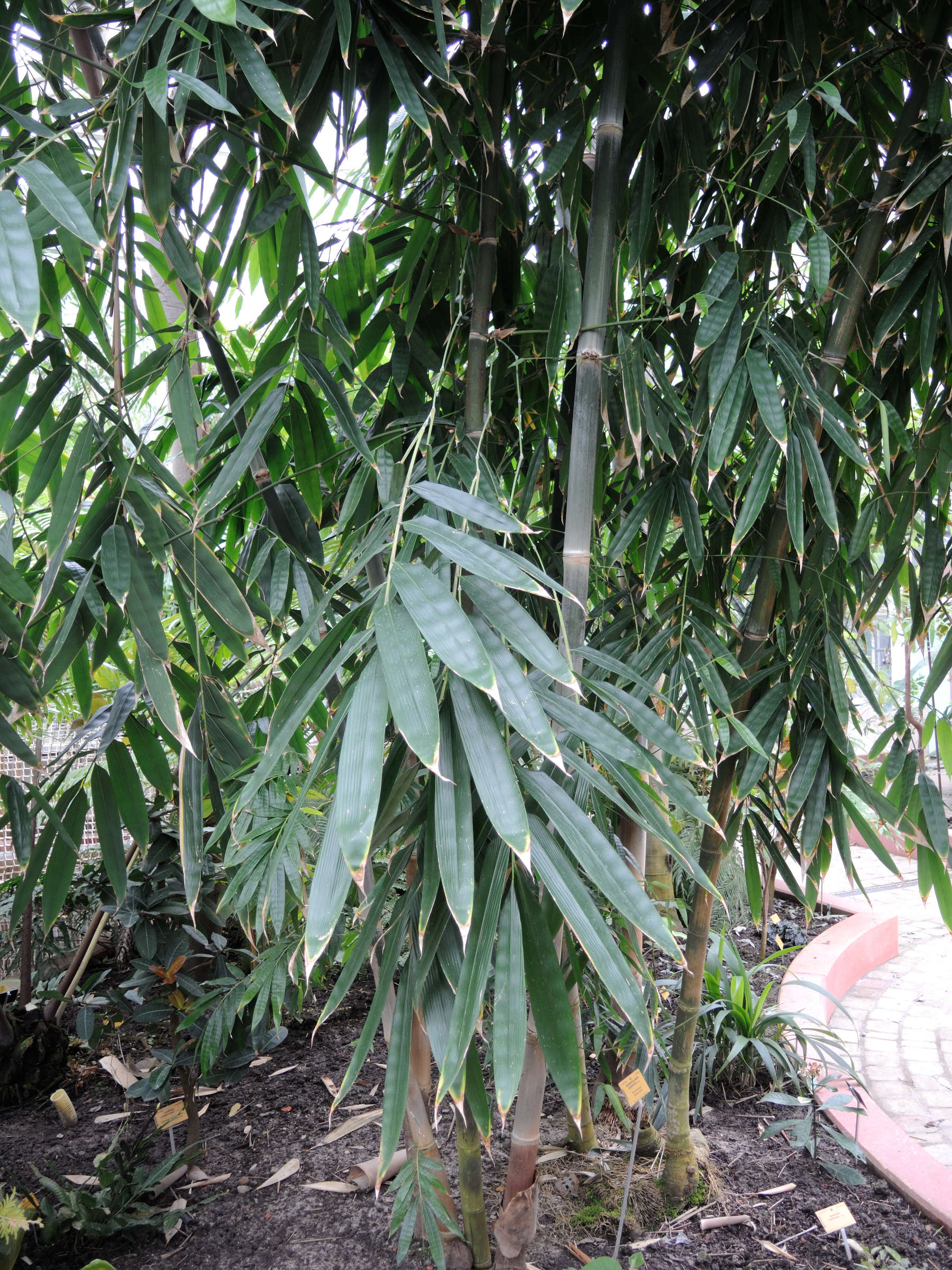 dendrocalamus_giganteus3md