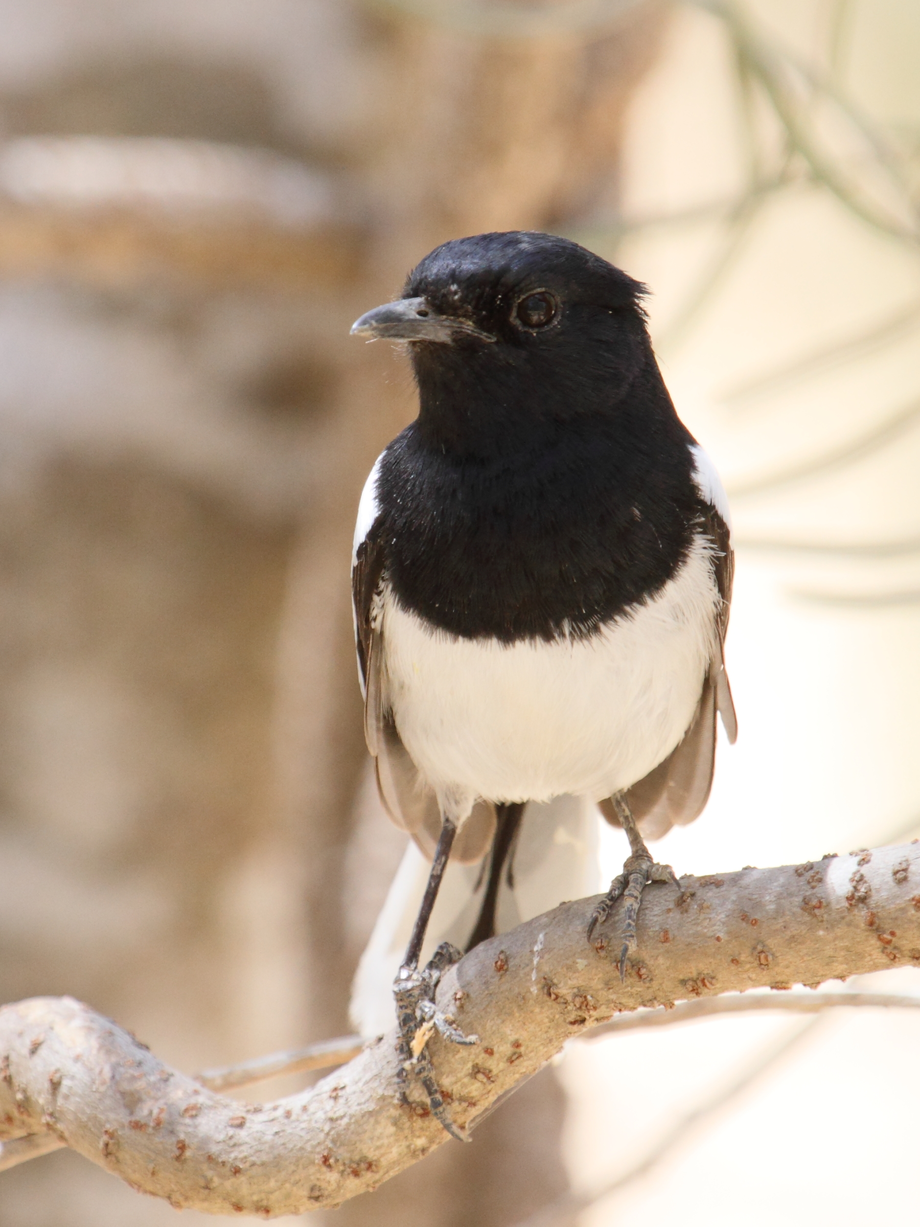 Afficher le média dyal_malgache_-_copsychus_albospecularis3bd dyal_malgache_-_copsychus_albospecularis3bd