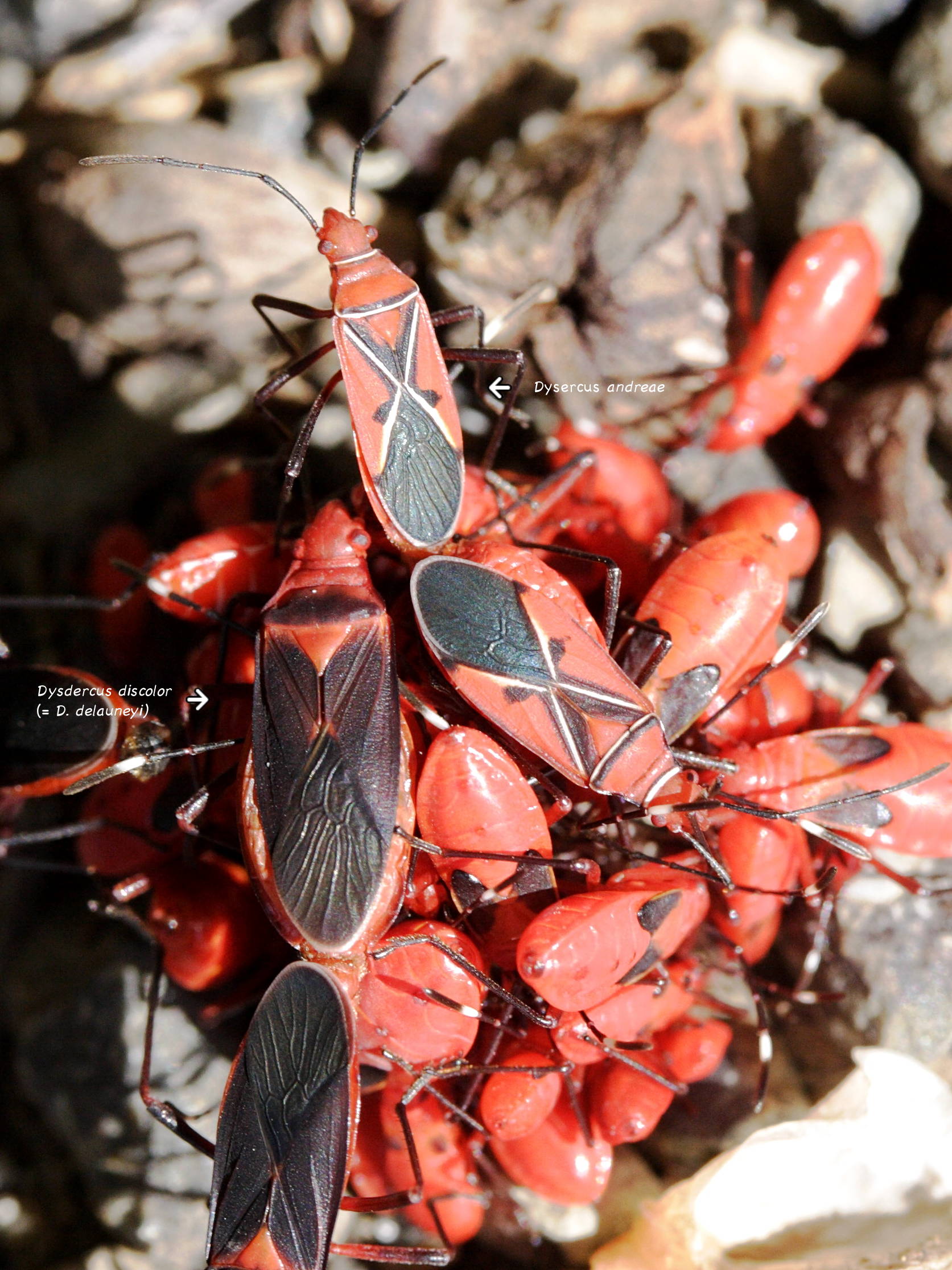 dysdercus_andreae2md