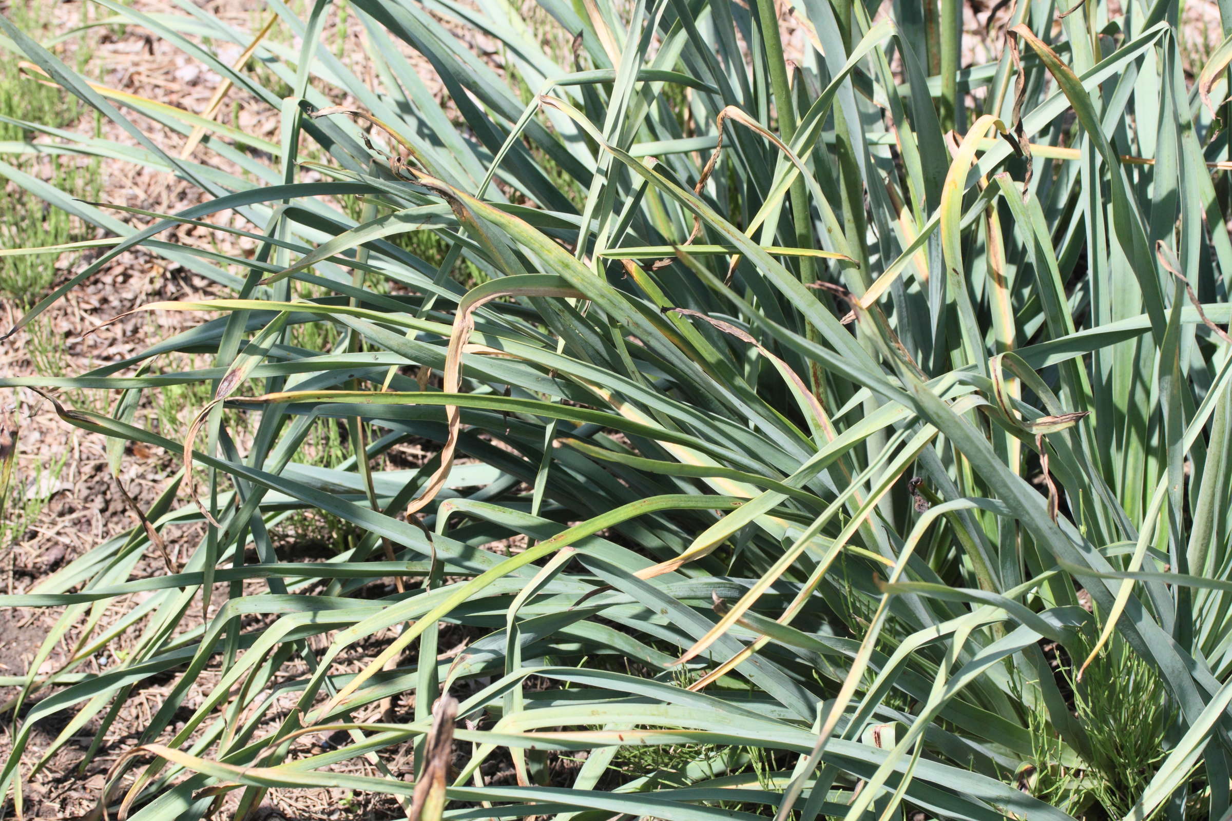 Afficher le média eremurus_stenophyllus3md eremurus_stenophyllus3md