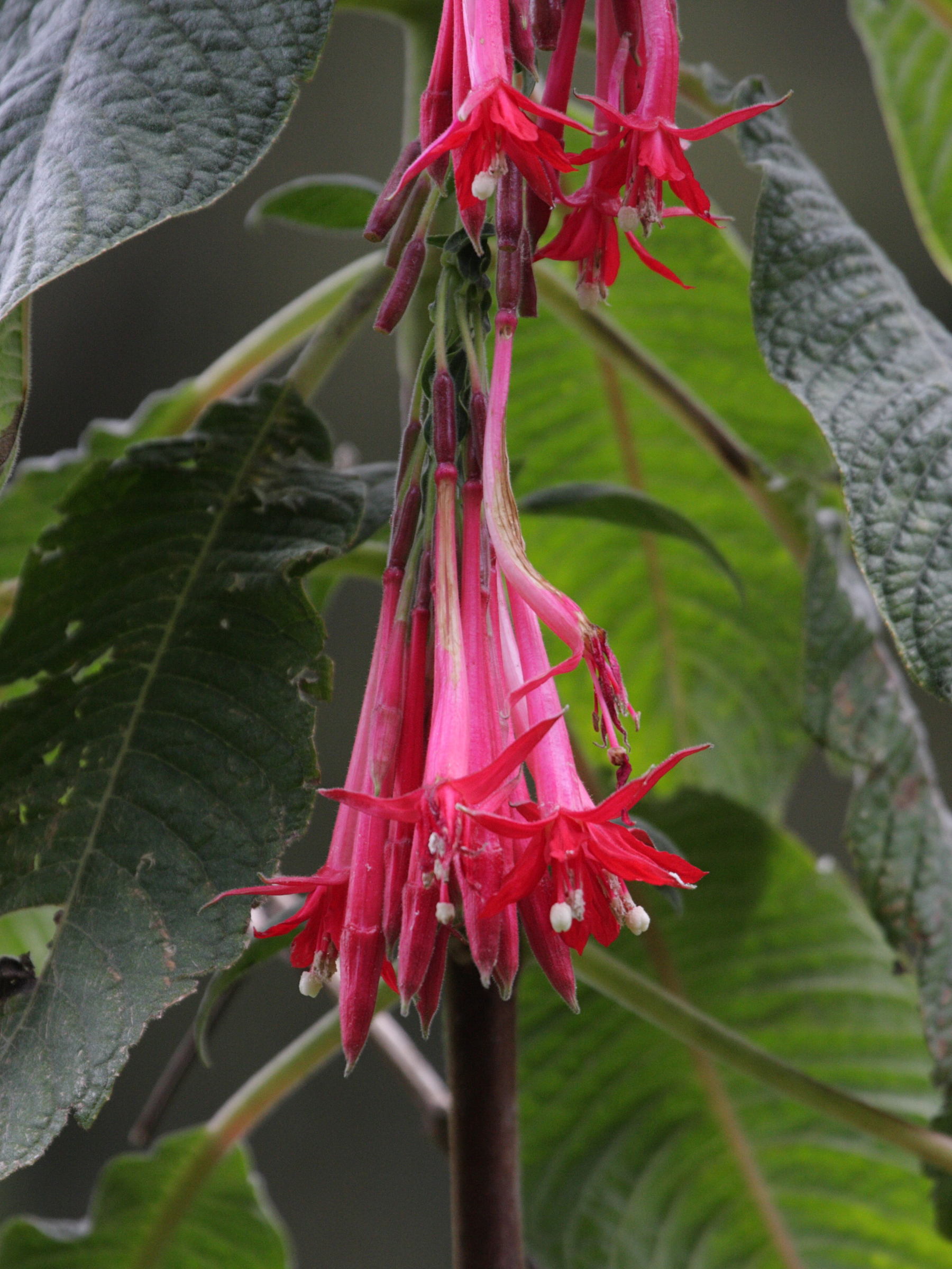 Afficher le média fuchsia_boliviana4bd fuchsia_boliviana4bd