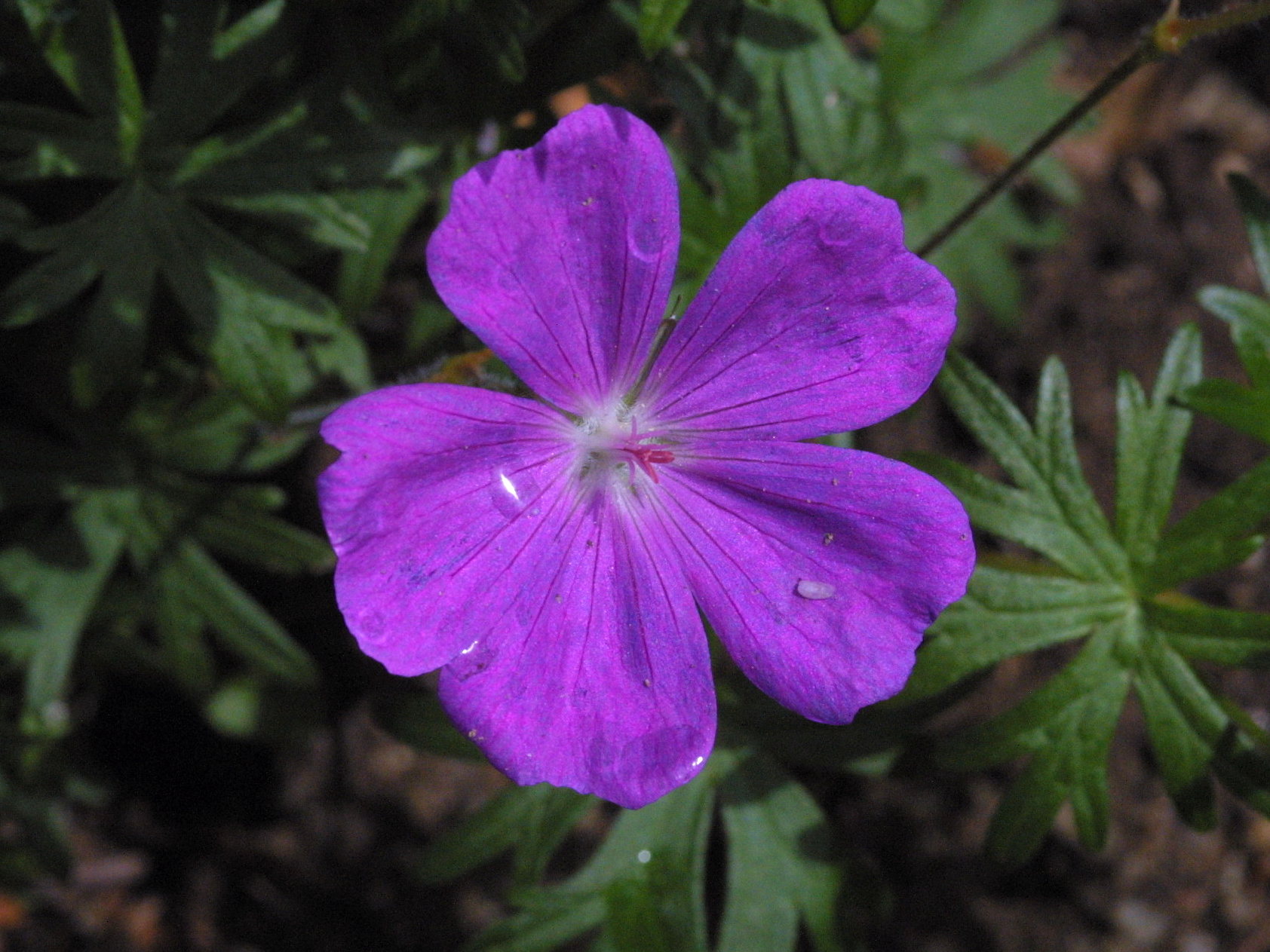 geranium_sanguineum2md