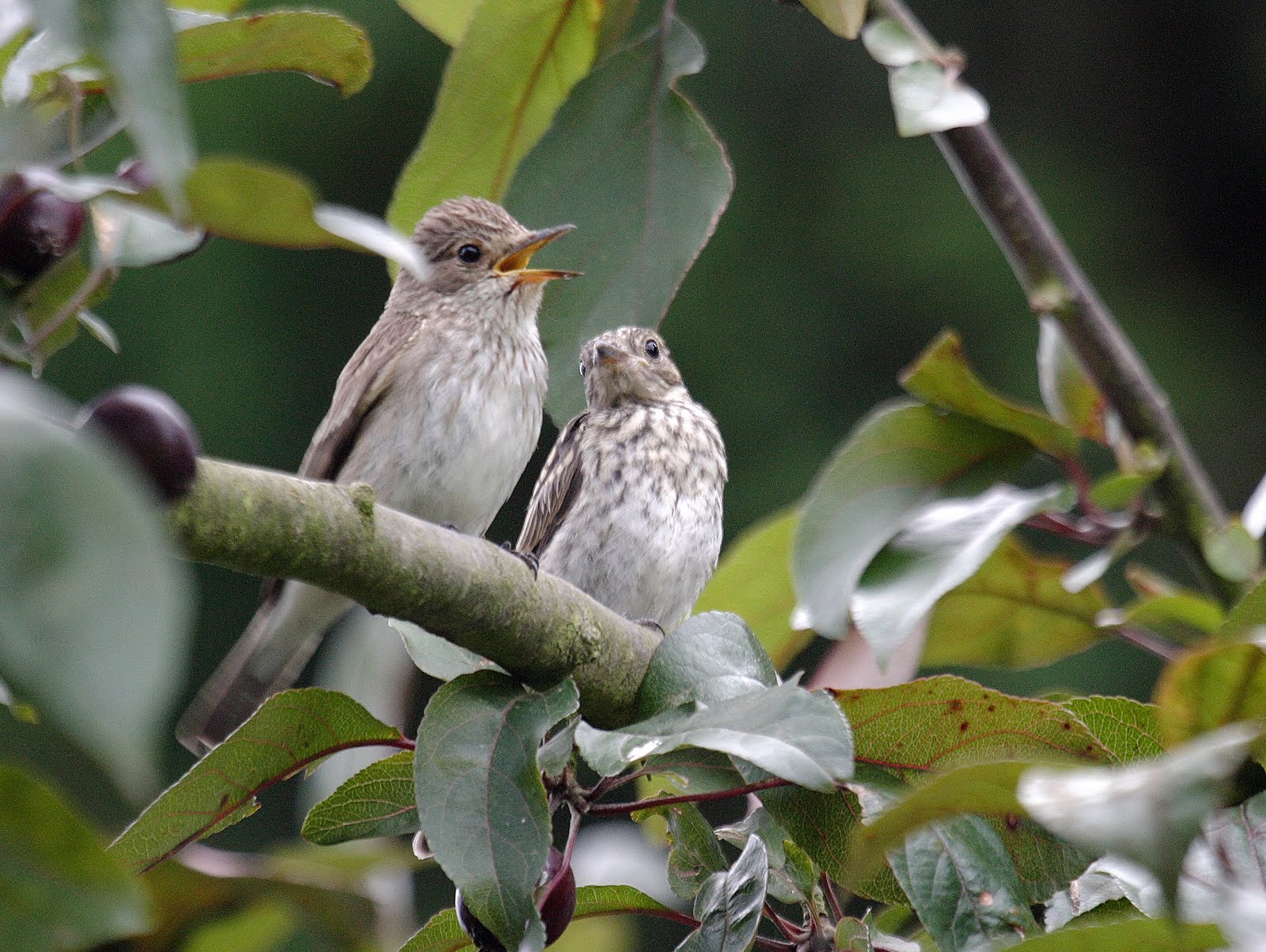 gobemouche_gris_-_muscicapa_striata2bd
