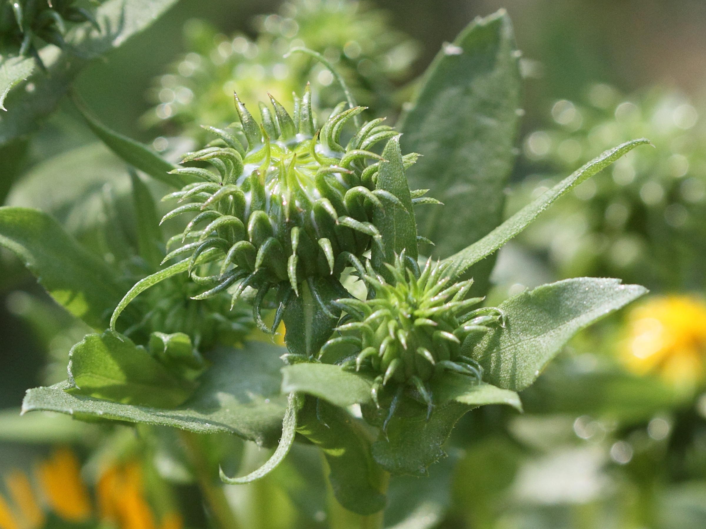 grindelia_robusta4md