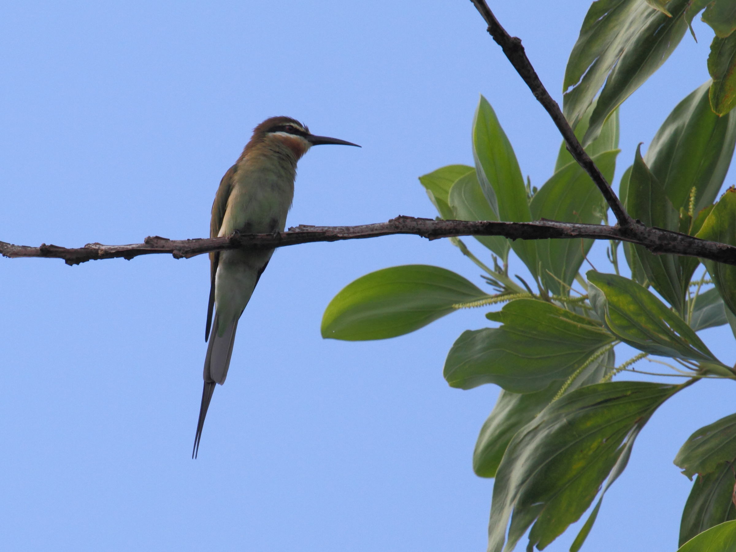 guepier_de_madagascar_-_merops_superciliosus4bd