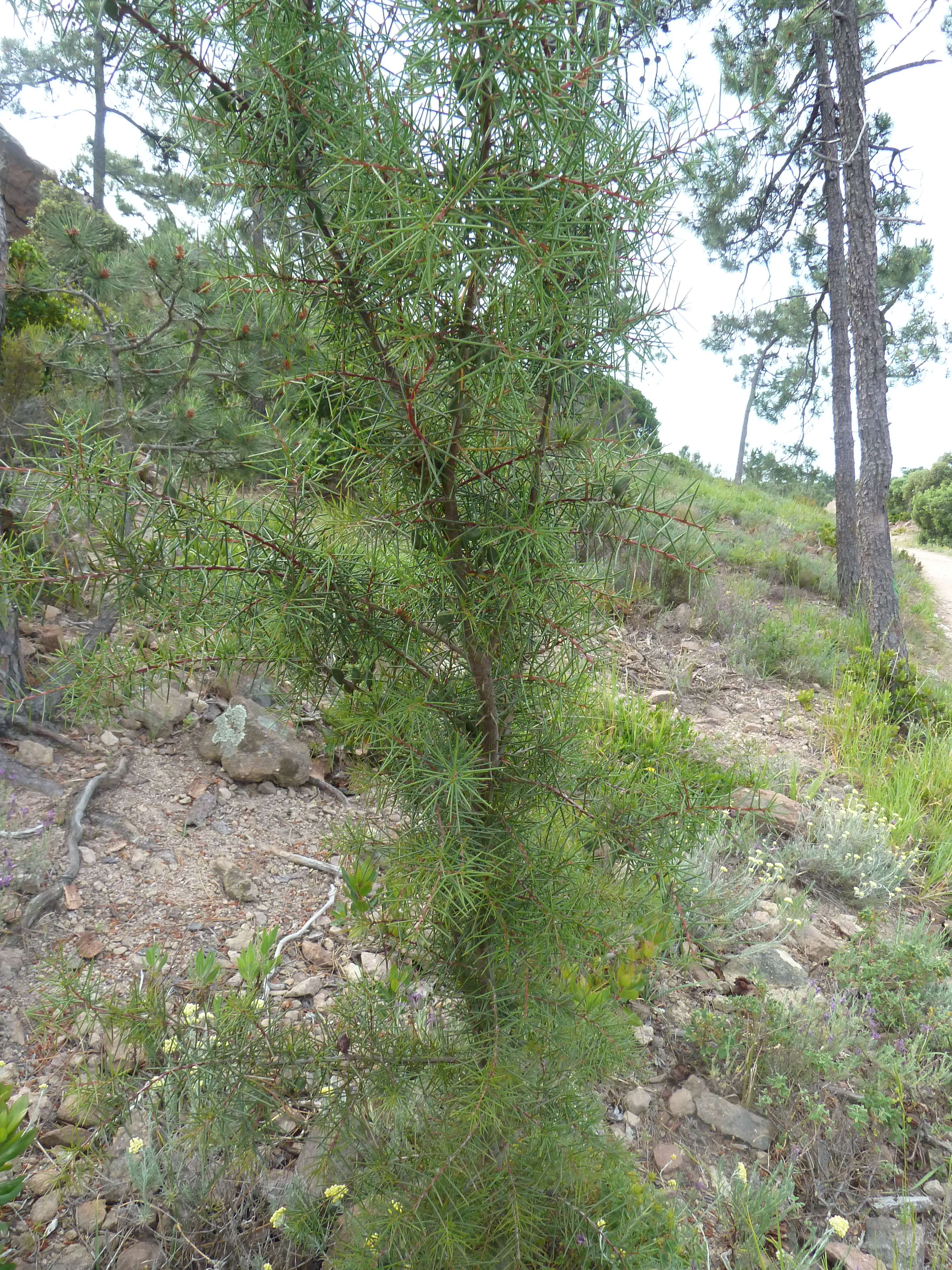 hakea_sericea1gv
