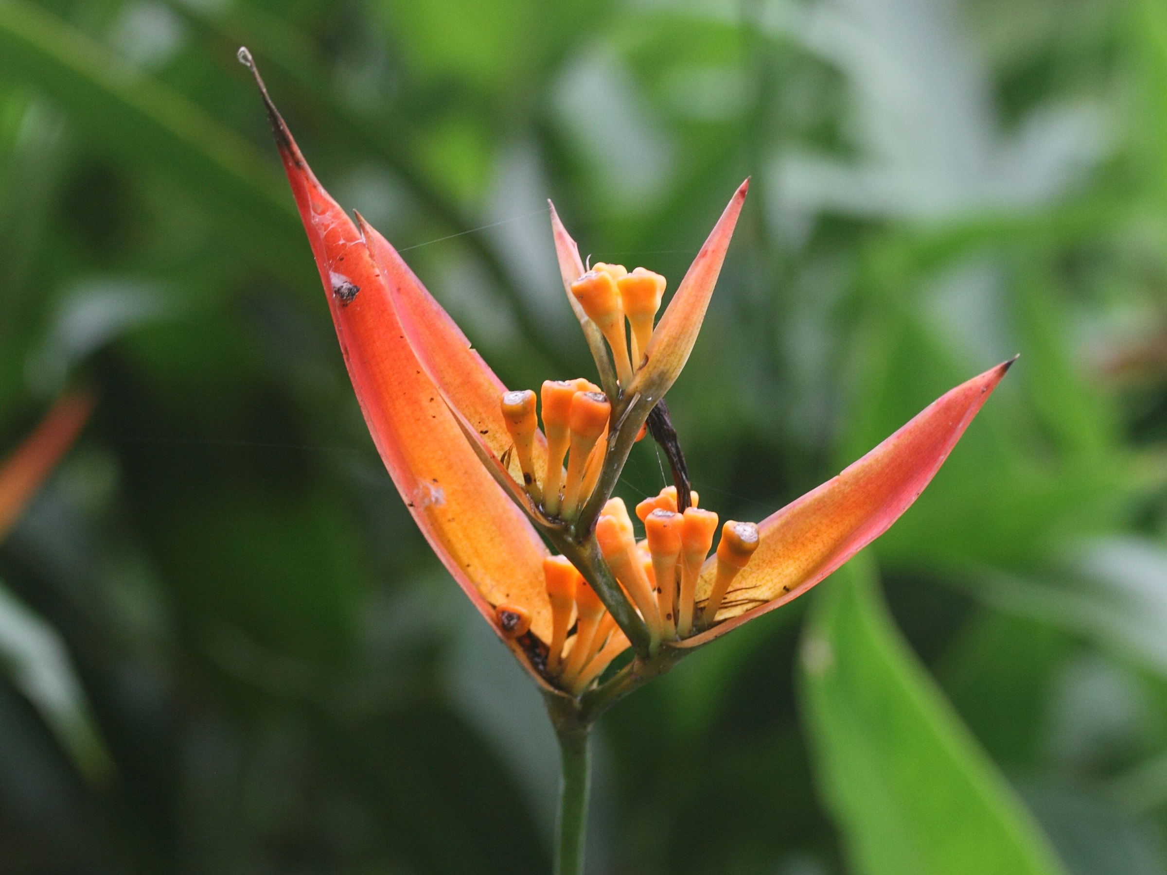heliconia_psittacorum4md
