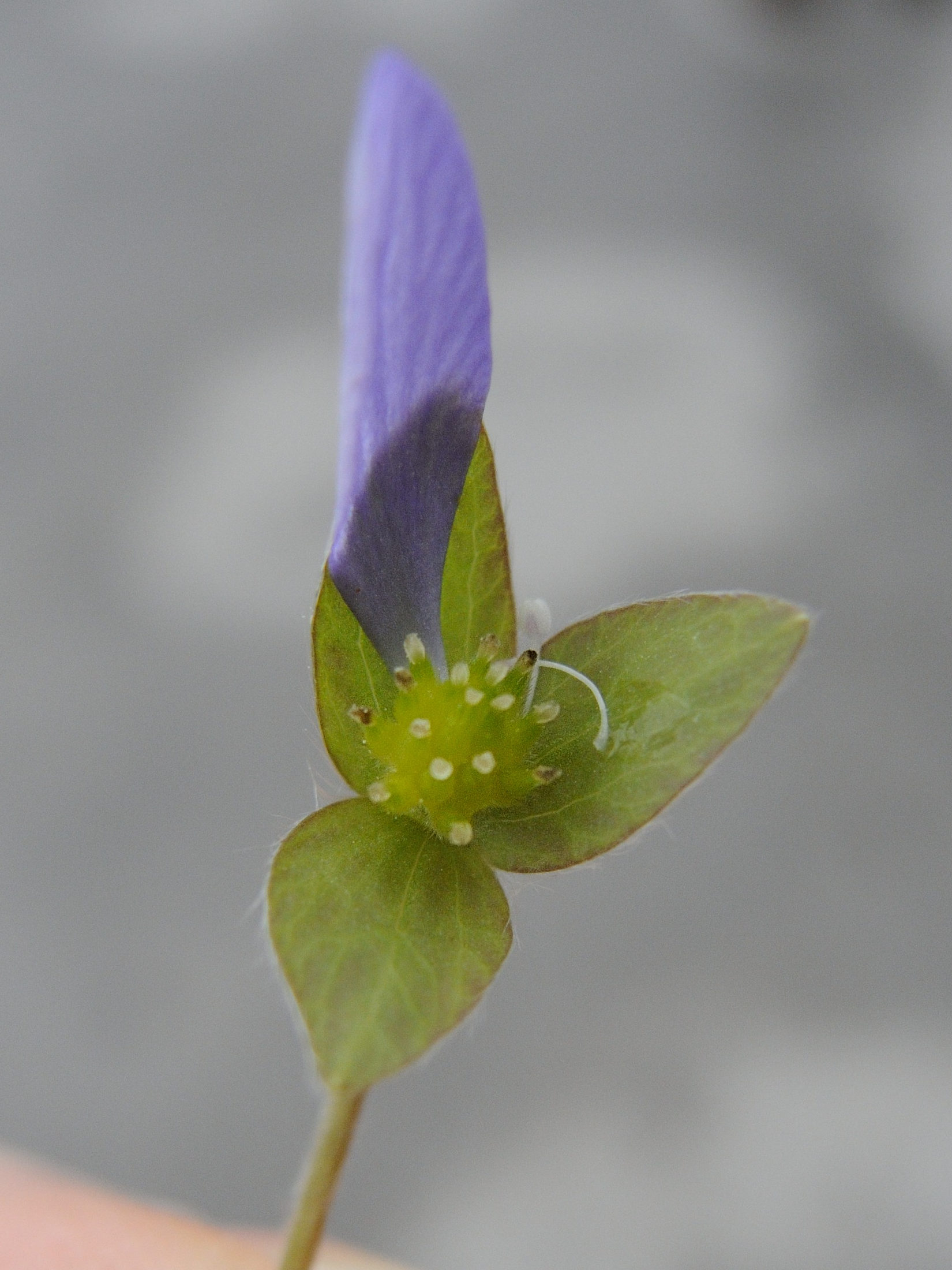 Afficher le média Hepatica_nobilis Hepatica_nobilis