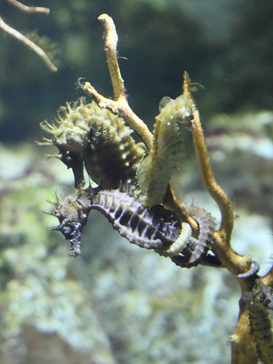 hippocampus_guttulatus4bd