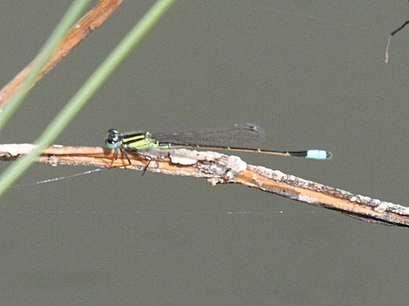 ischnura_ramburii1bd