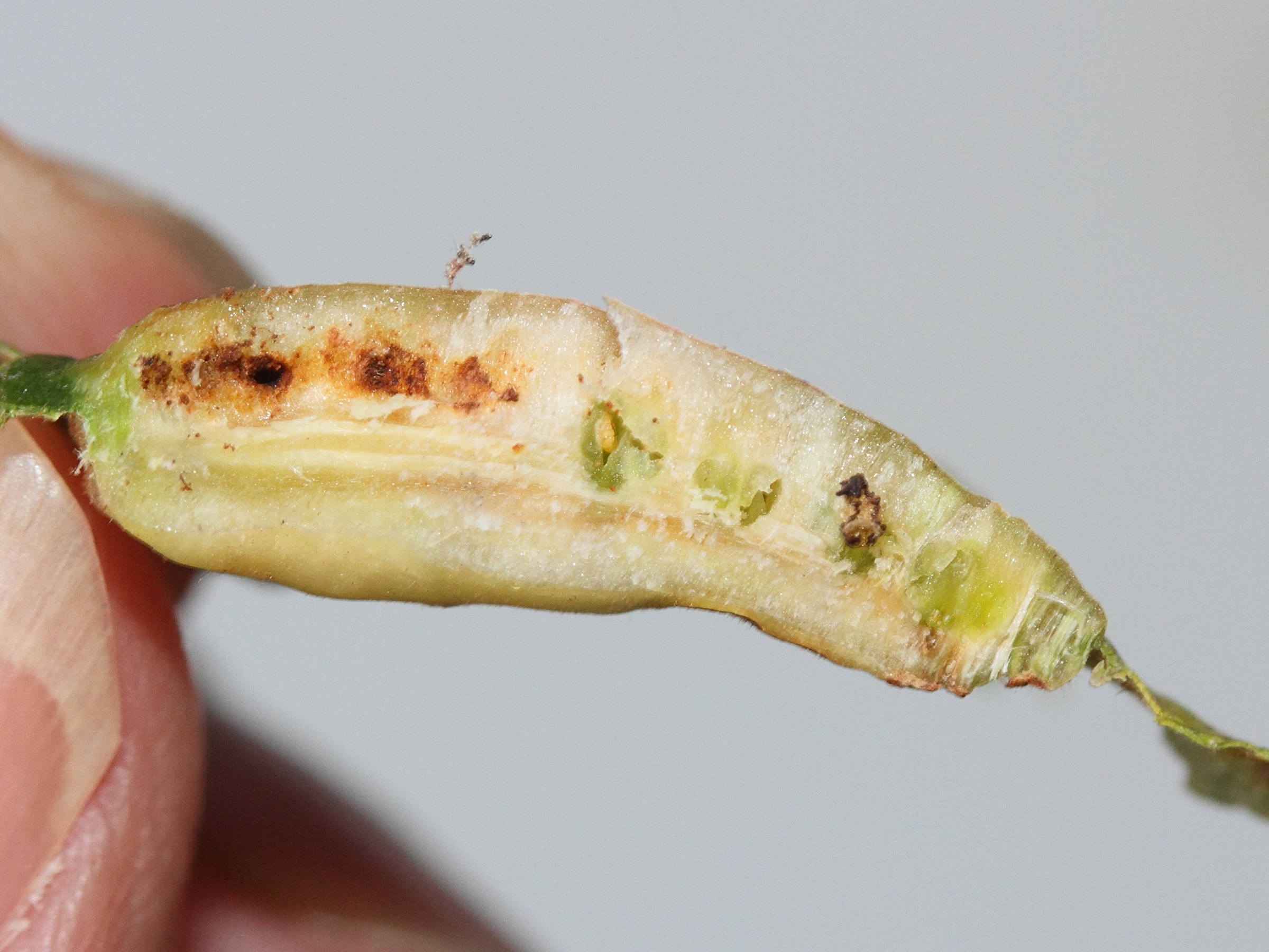 iteomyia_major_galle5md