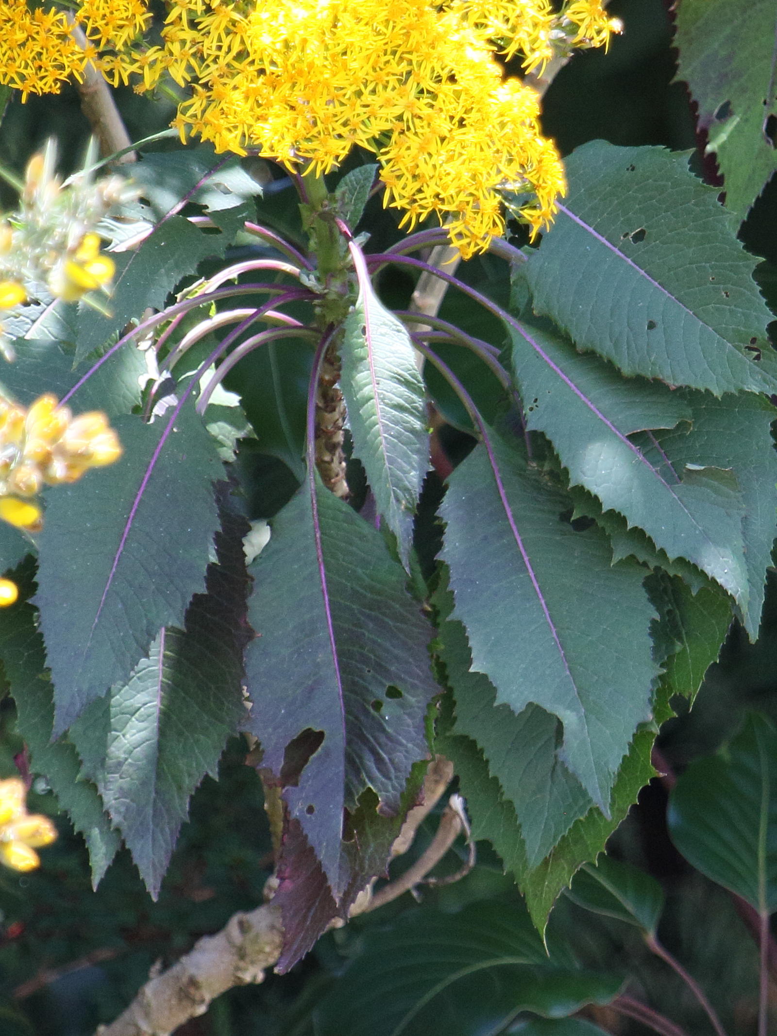 jessea_multivenia2bd