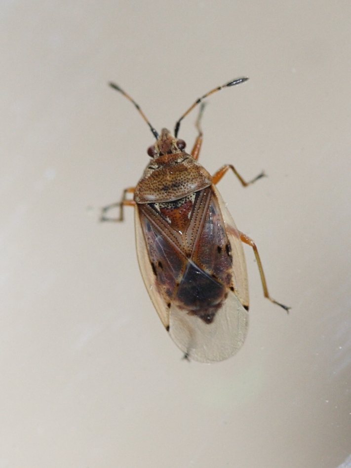 kleidocerys_resedae2md