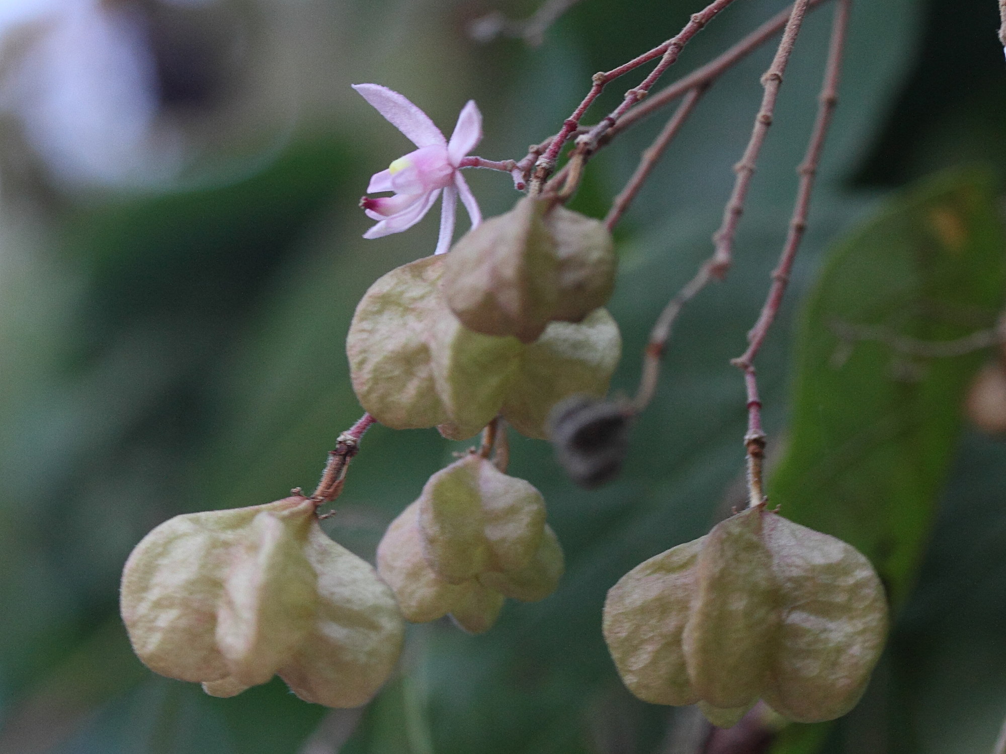 kleinhovia_hospita3md