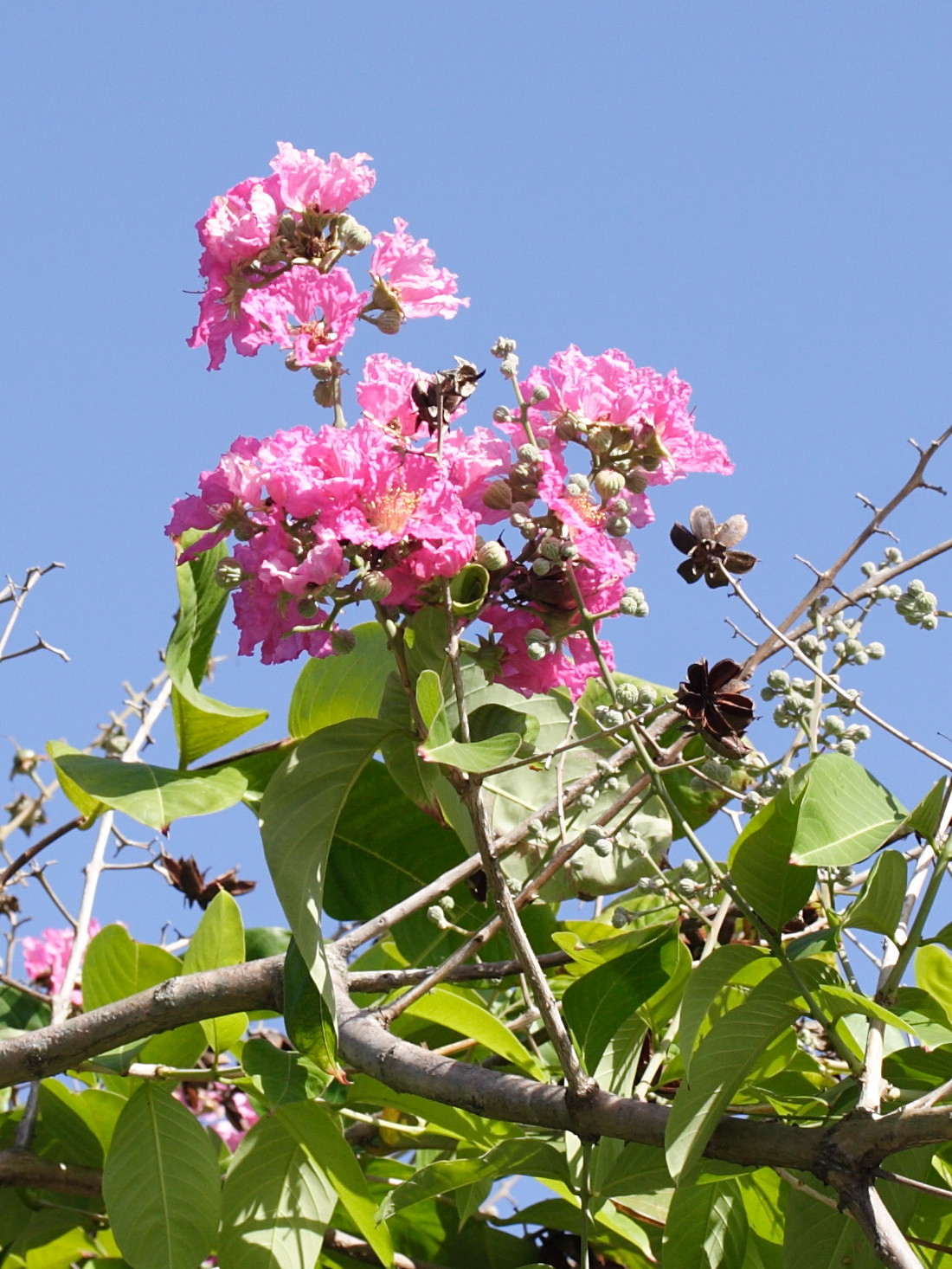 Afficher le média lagerstroemia_speciosa5md lagerstroemia_speciosa5md