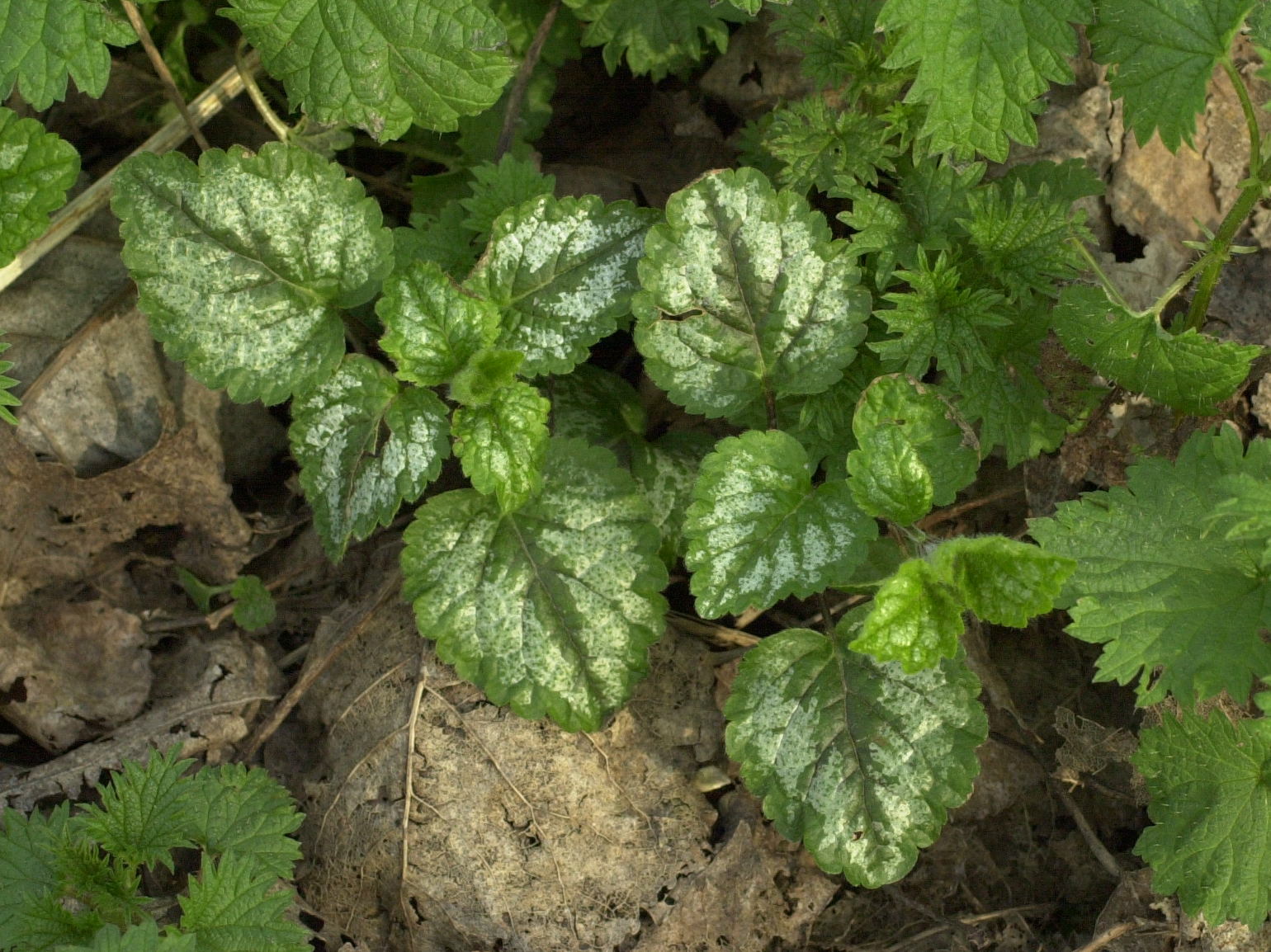 lamium_galeobdolon1md