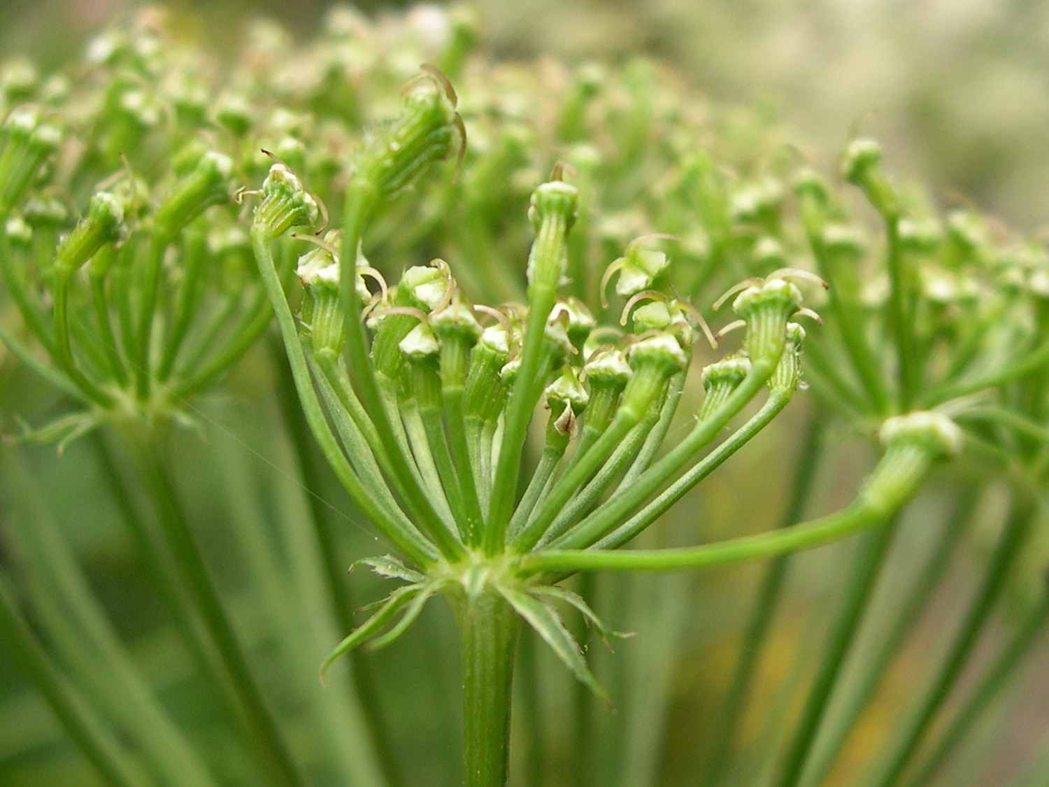 laserpitium_gallicum3md