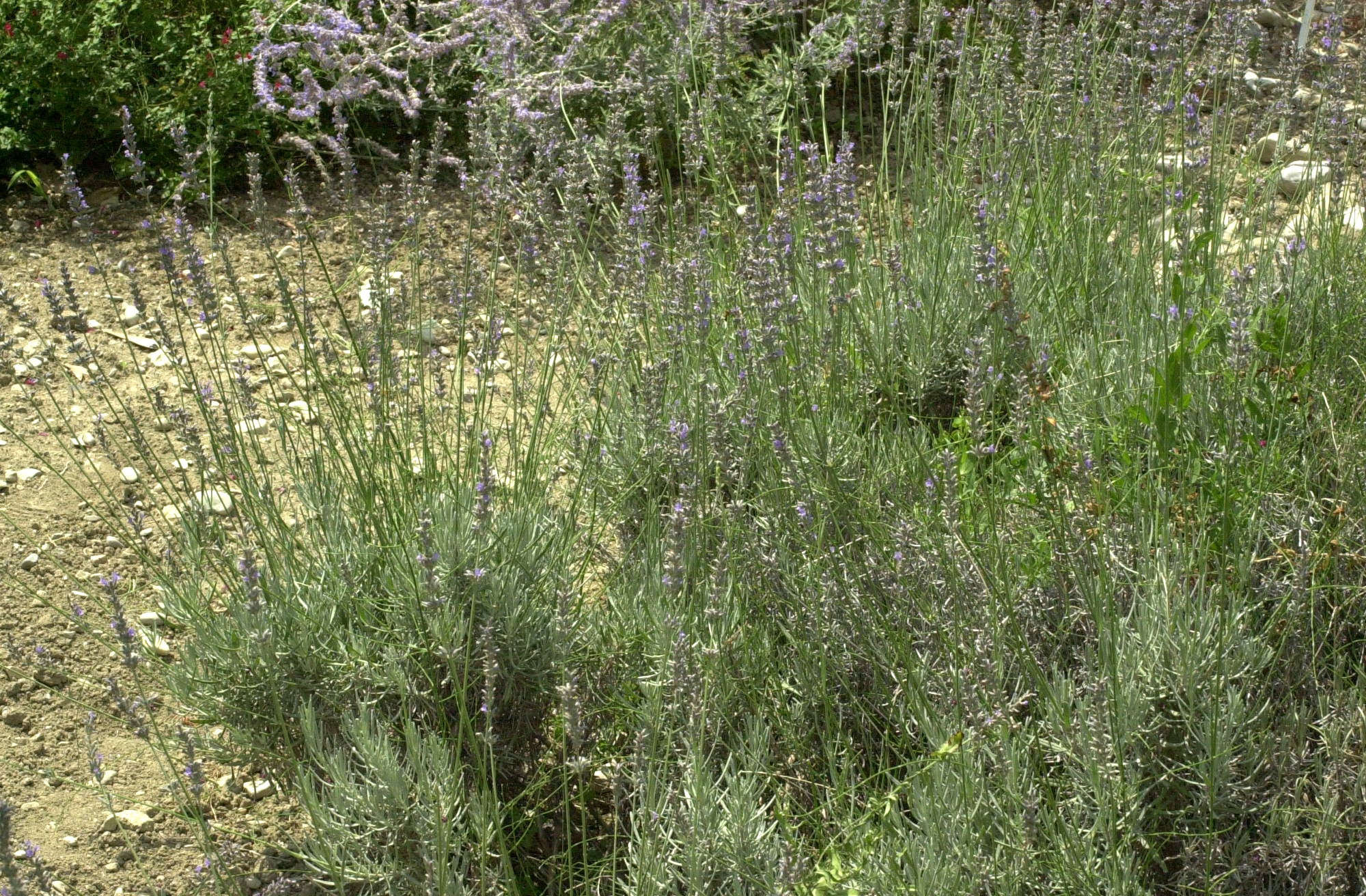 lavandula_x_intermedia4md