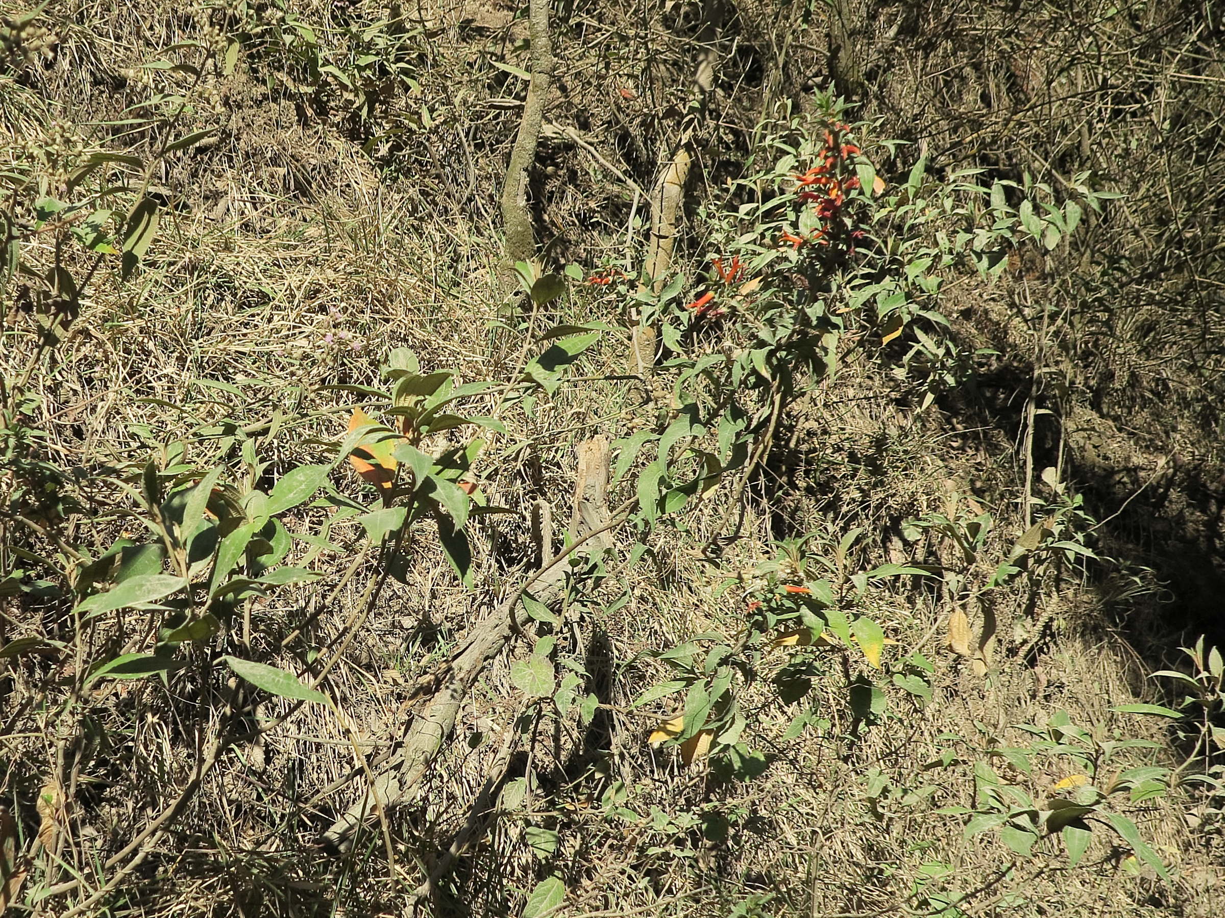 lobelia_laxiflora5md