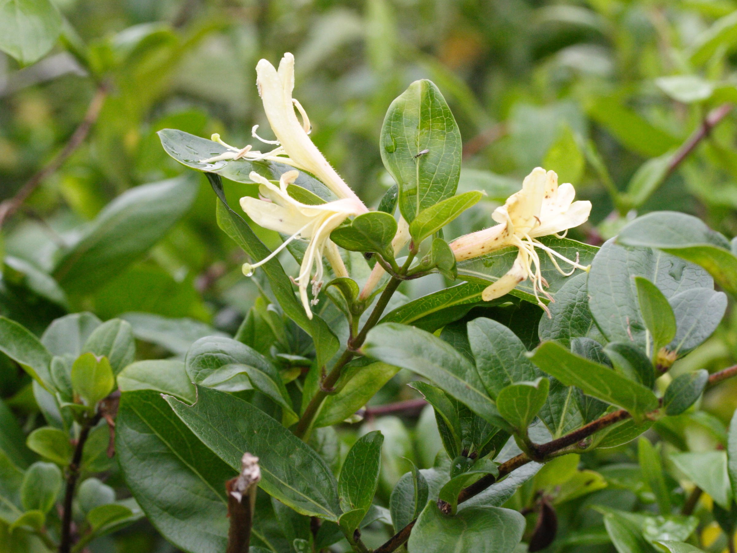 lonicera_japonica2md