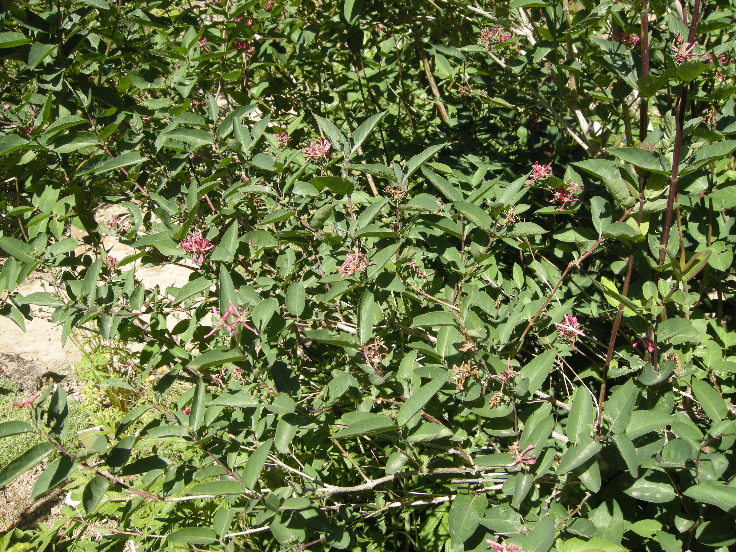 Afficher le média lonicera_tatarica4md lonicera_tatarica4md