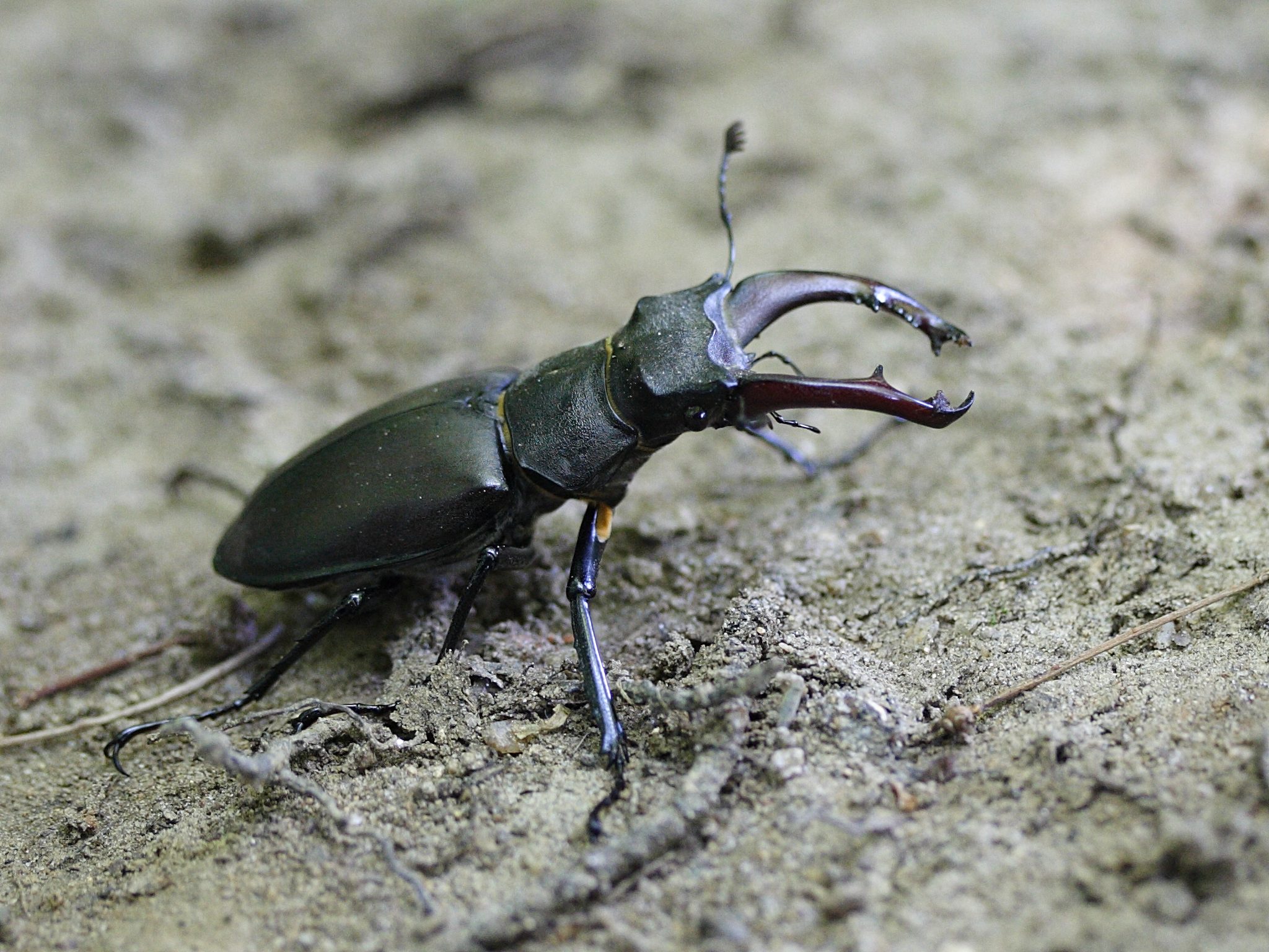 lucanus_cervus1bmd