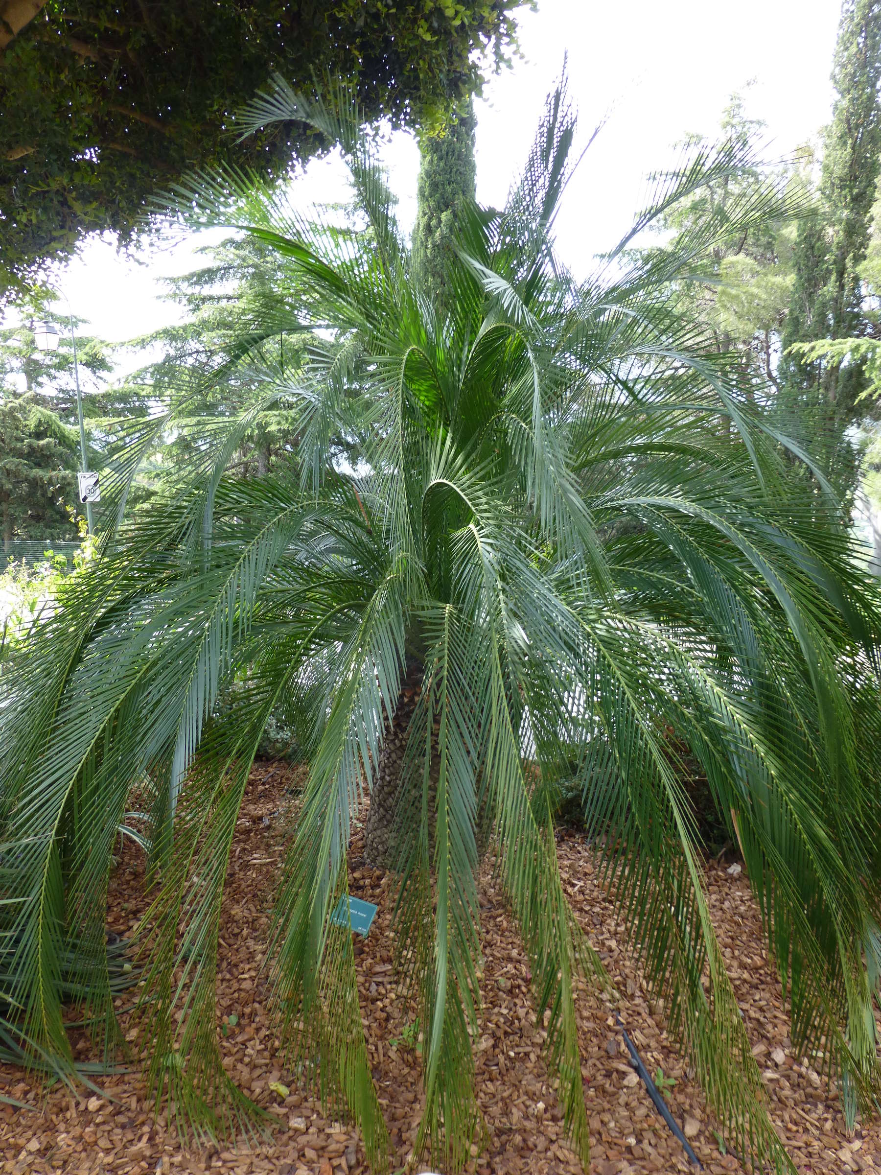 macrozamia_moorei1gv