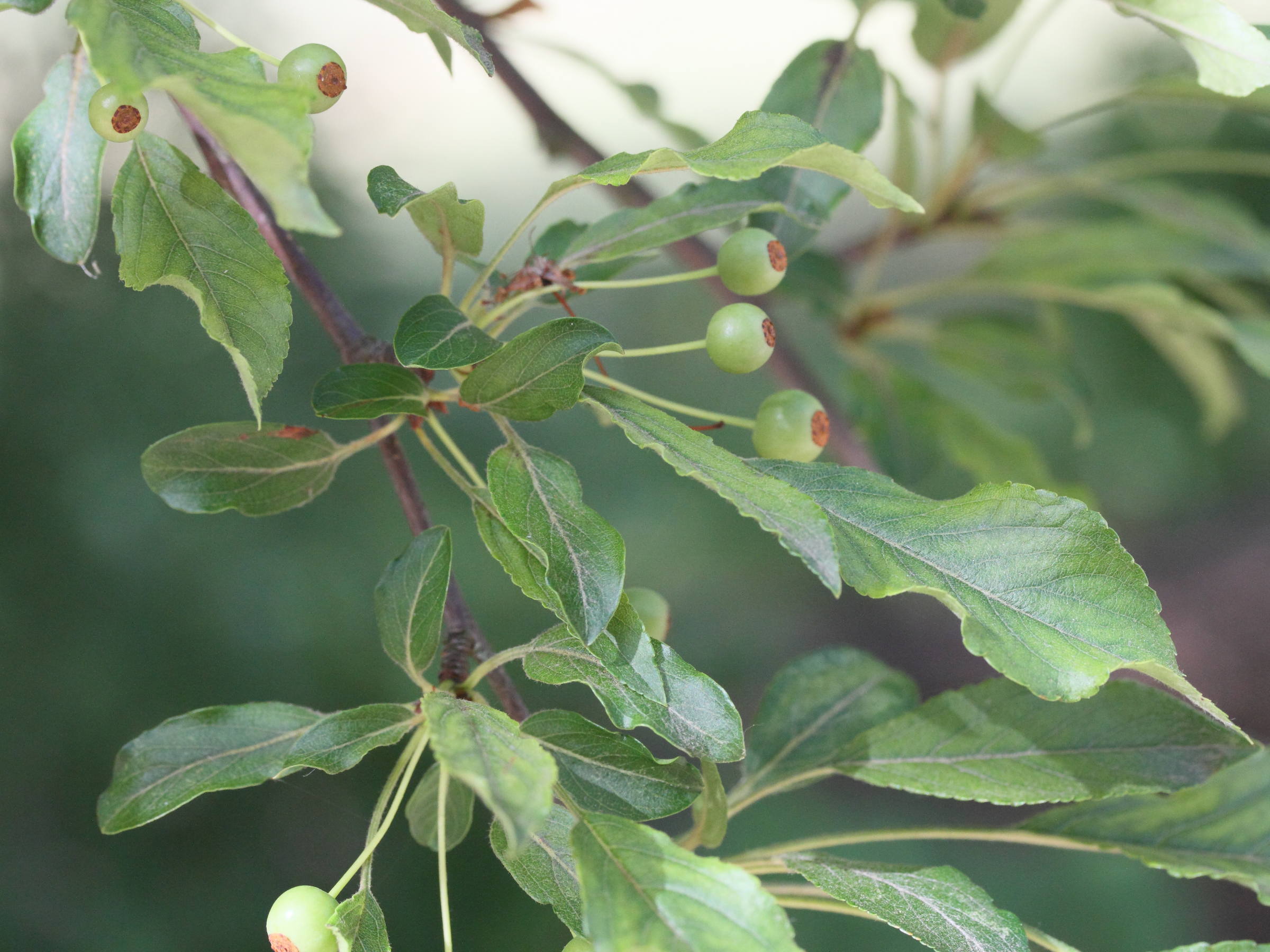 malus_mandshurica3md