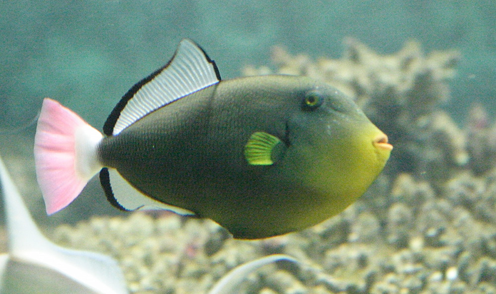 Afficher le média melichthys_vidua1bmd melichthys_vidua1bmd